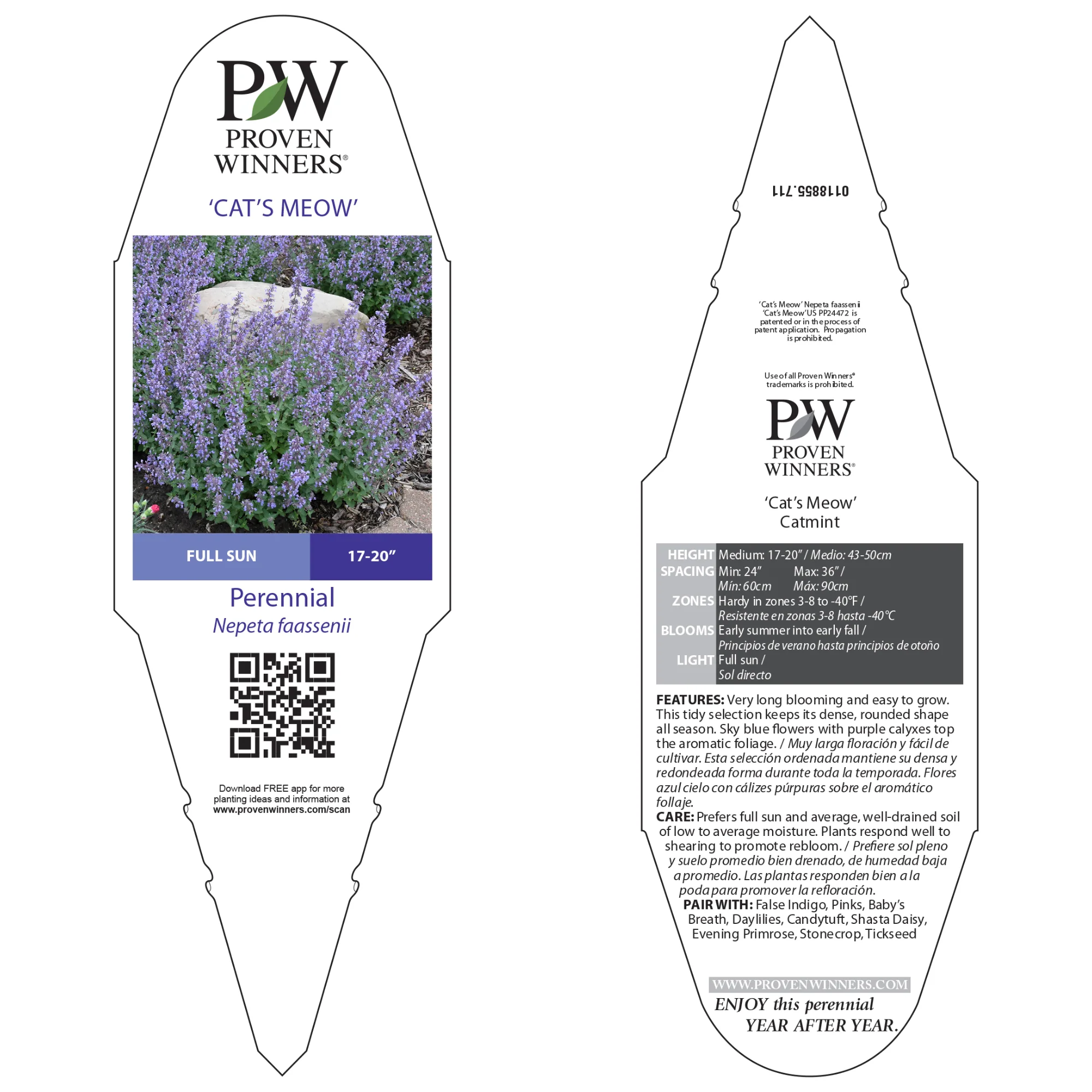 'Cat's Meow' Catmint (Nepeta faassenii) - Image 7