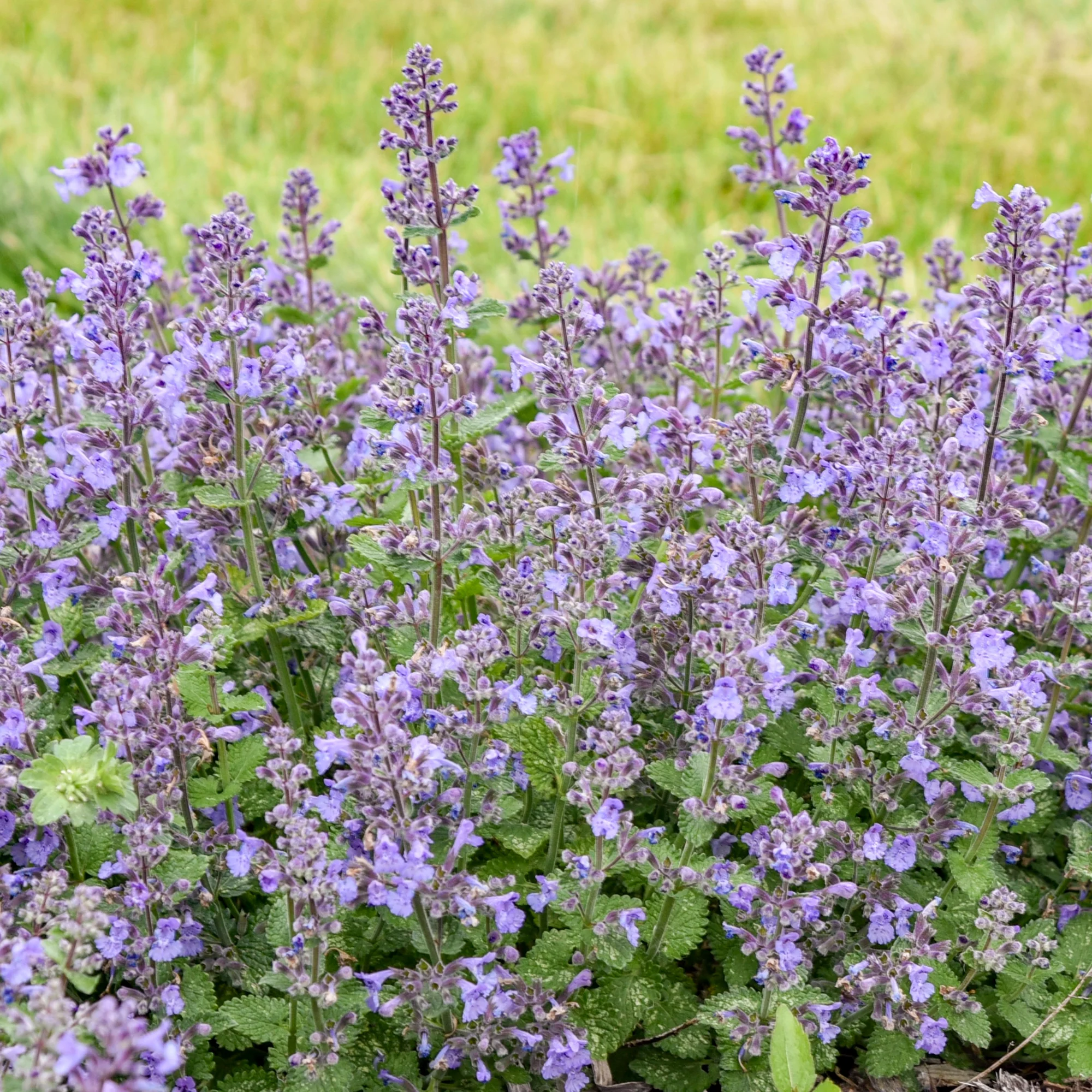 'Catwalk Queen' Catmint (Nepeta hybrid) | Proven Winners® New Variety 2026 - Image 3
