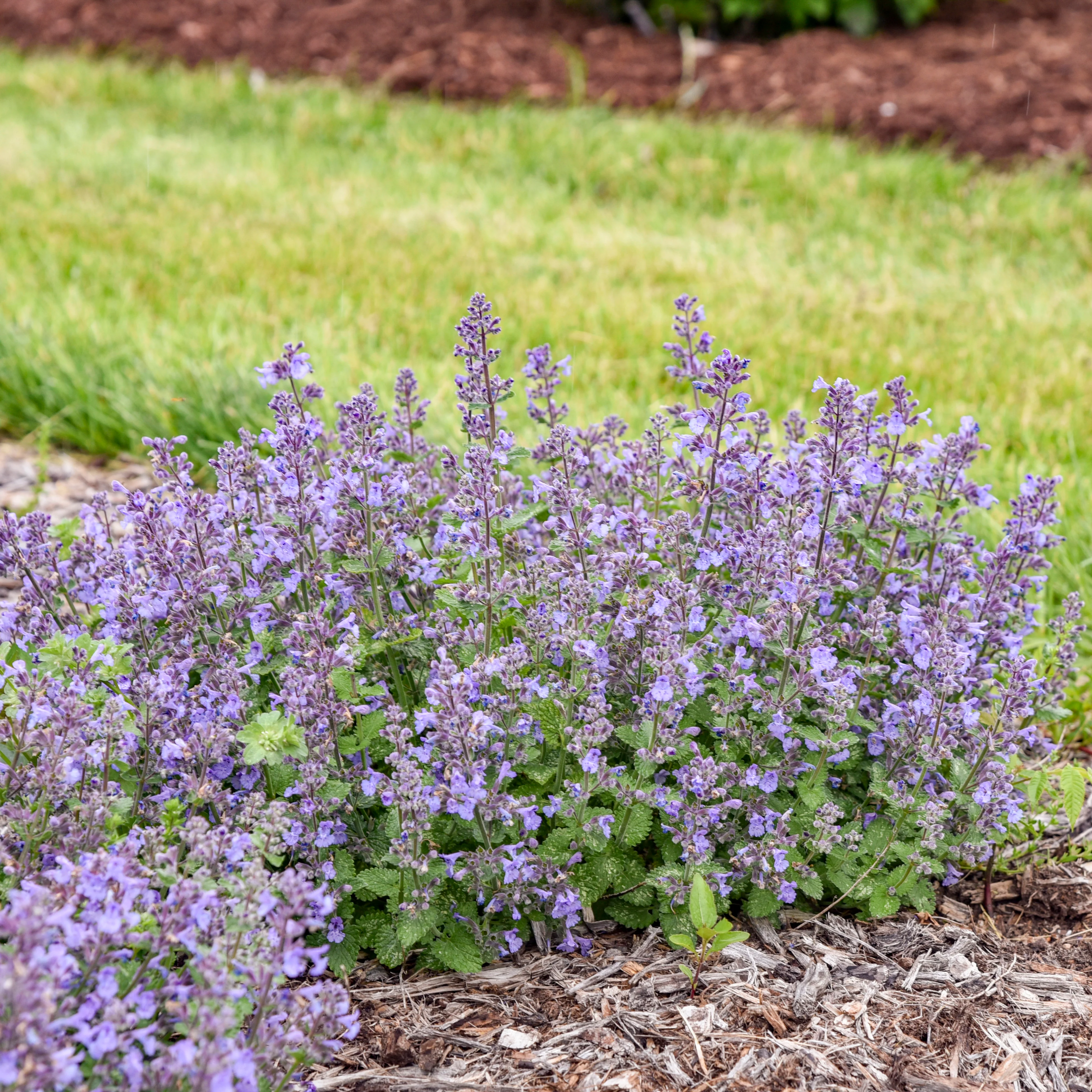 'Catwalk Queen' Catmint (Nepeta hybrid) | Proven Winners® New Variety 2026 - Image 4