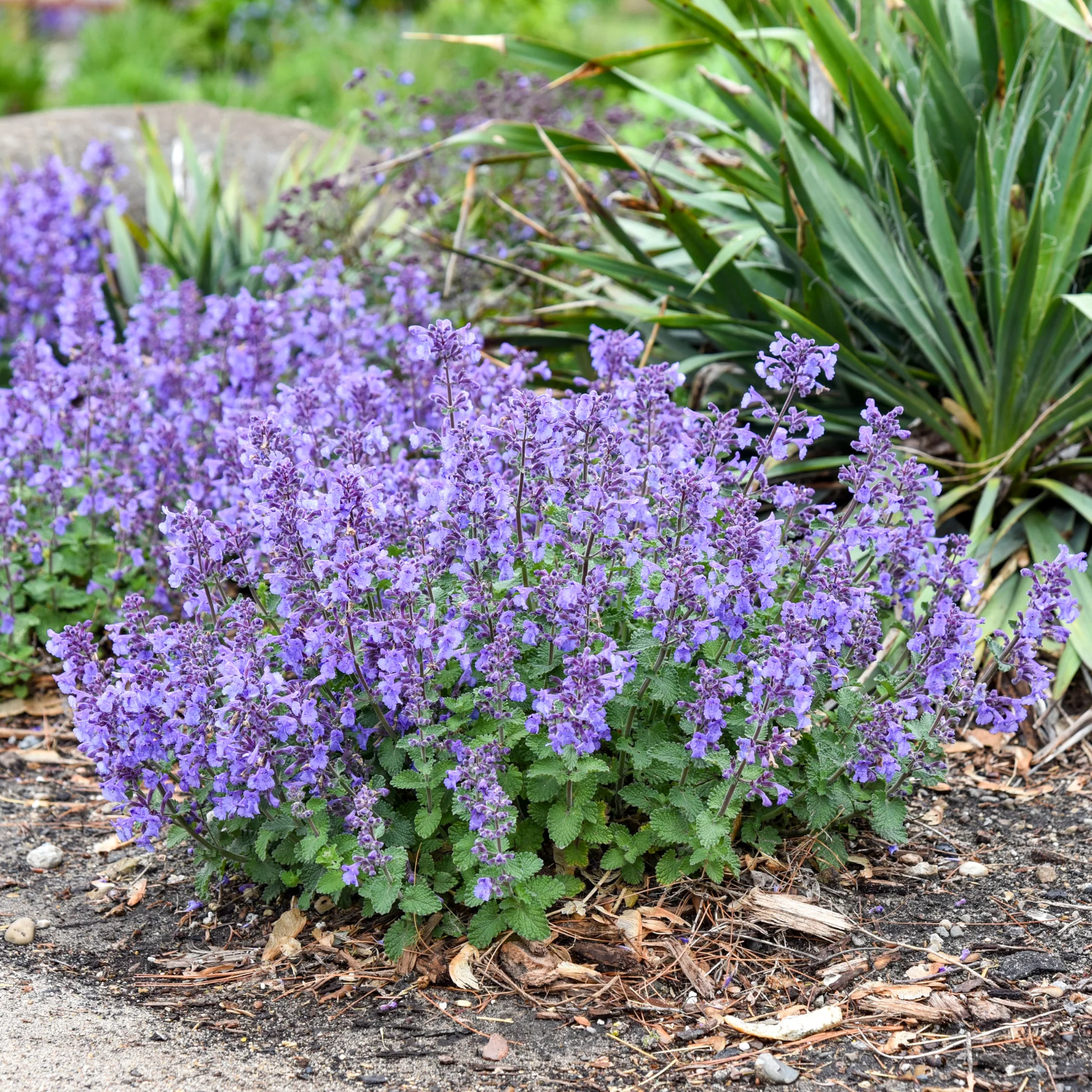 'Catwalk Queen' Catmint (Nepeta hybrid) | Proven Winners® New Variety 2026 - Image 5