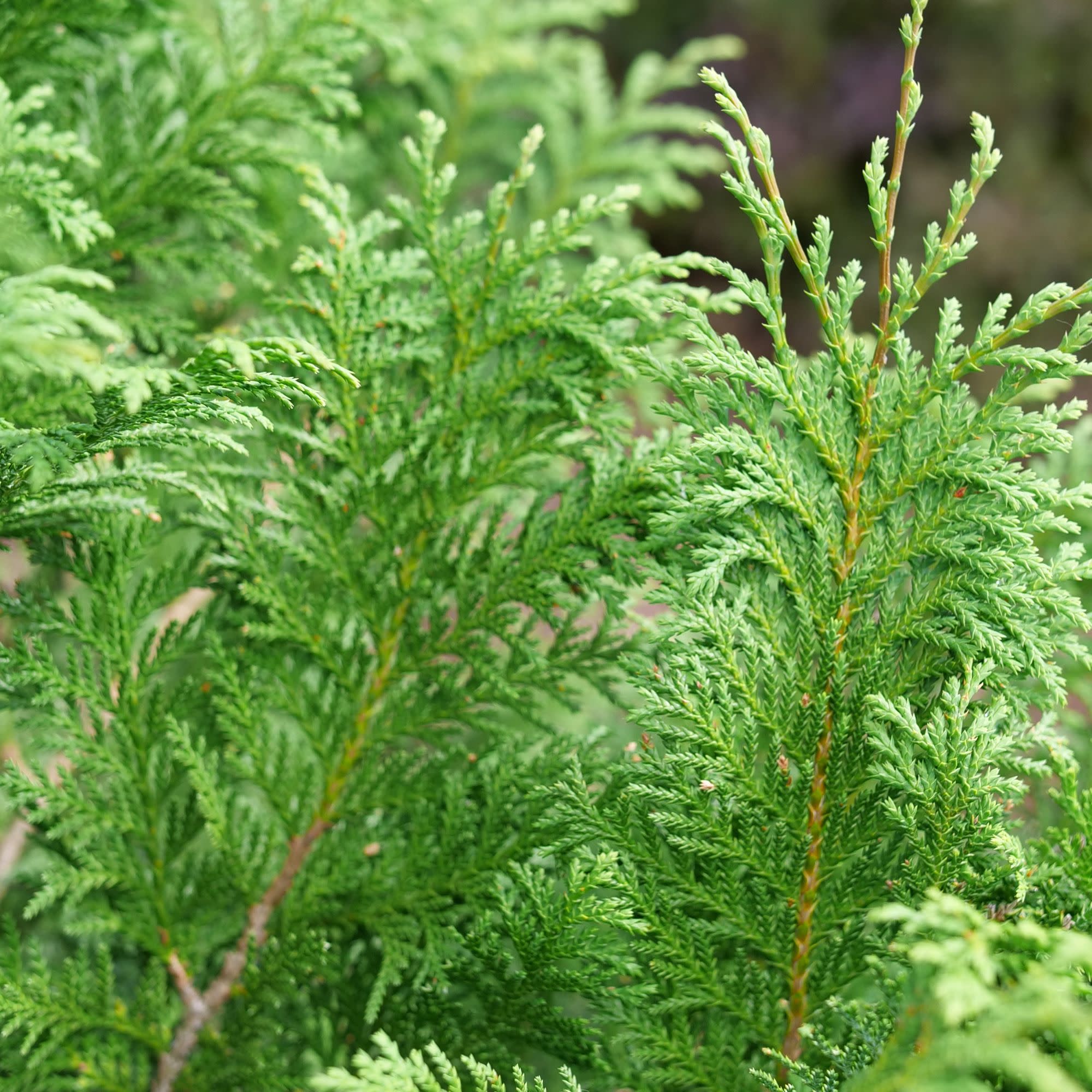 Cedar Rapids® False Cypress (Chamaecyparis pisifera)