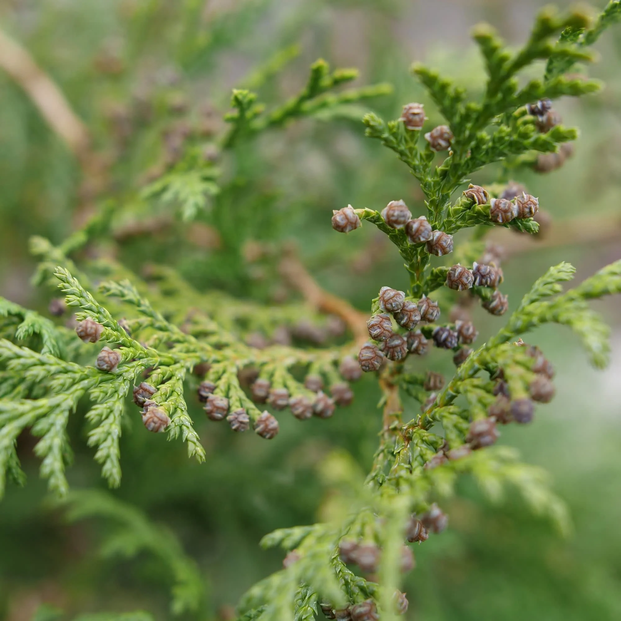 Cedar Rapids® False Cypress (Chamaecyparis pisifera) - Image 3