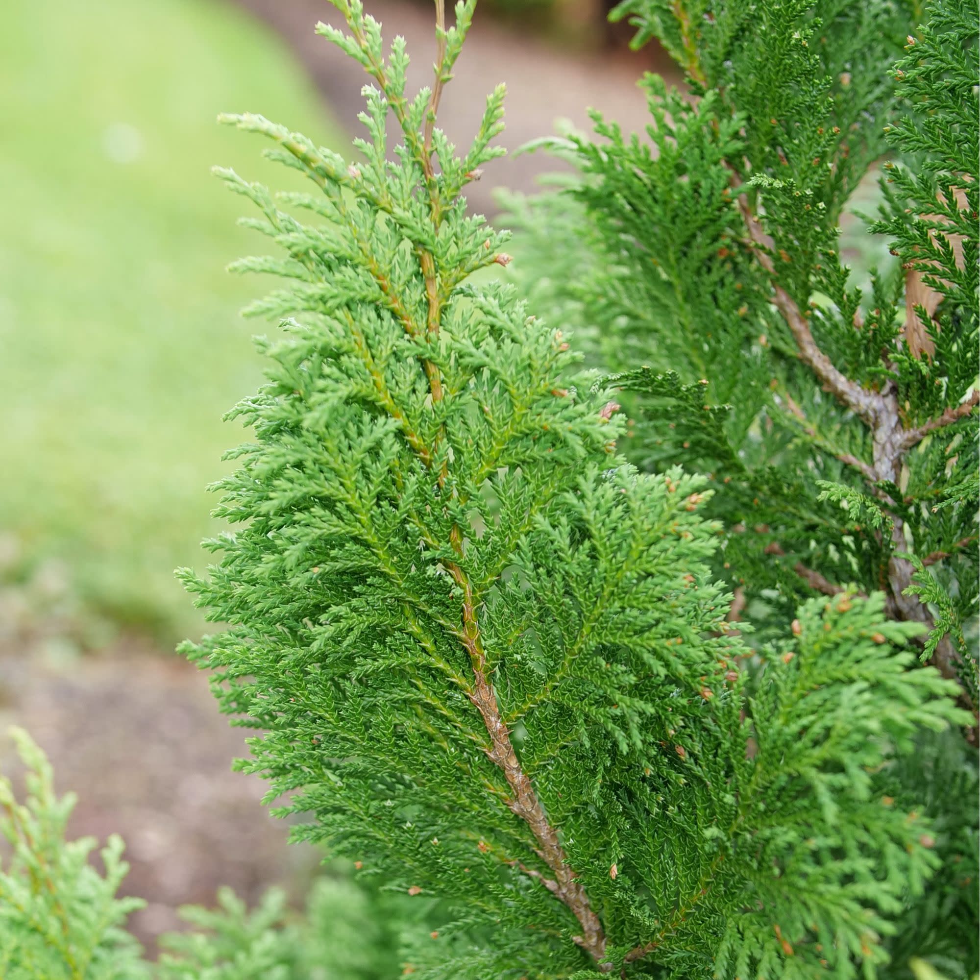 Cedar Rapids® False Cypress (Chamaecyparis pisifera) - Image 4