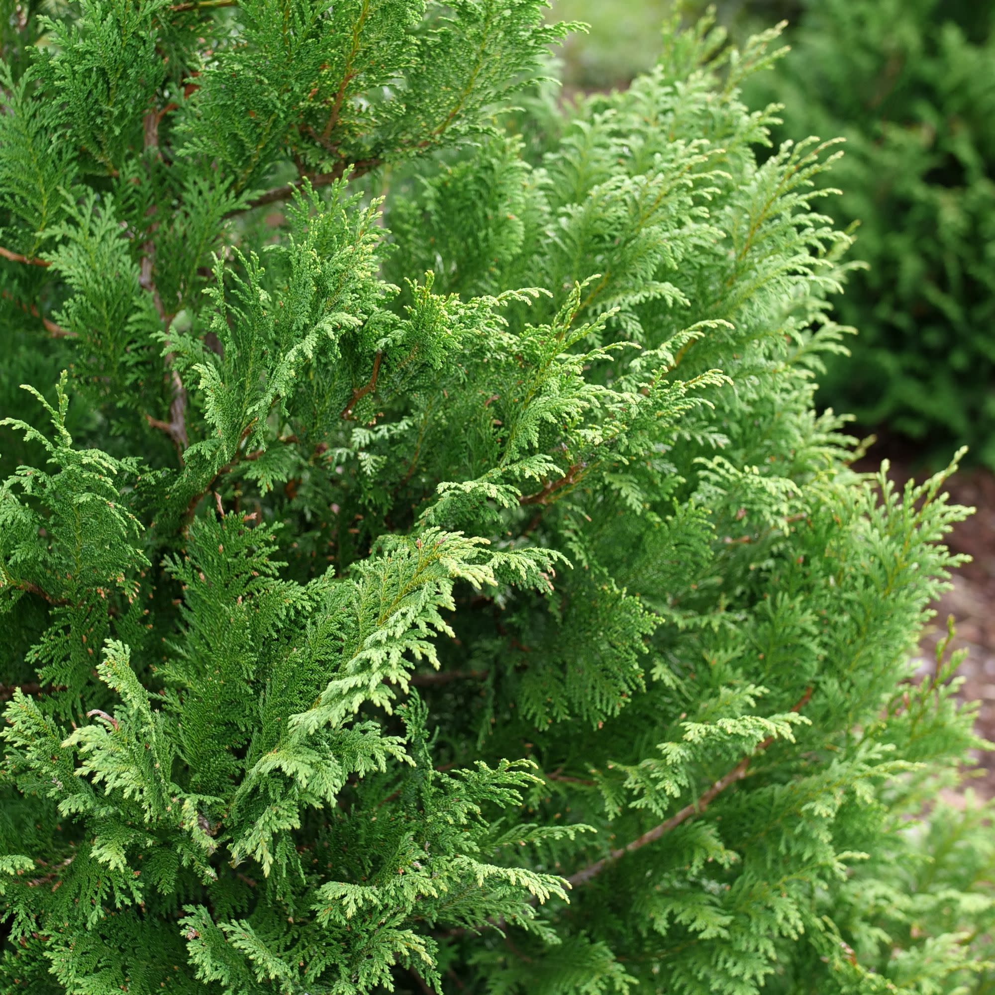 Cedar Rapids® False Cypress (Chamaecyparis pisifera) - Image 5