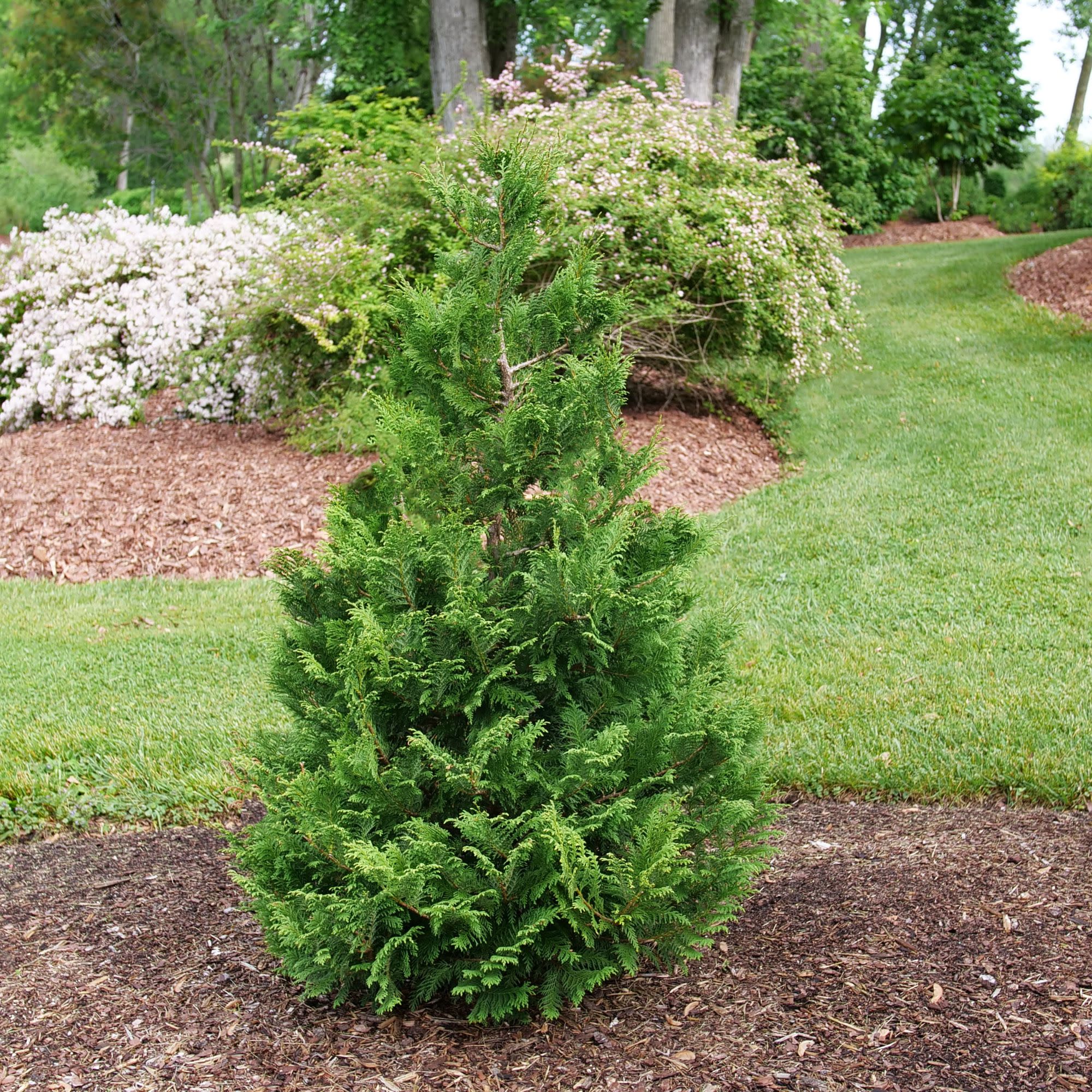 Cedar Rapids® False Cypress (Chamaecyparis pisifera) - Image 6