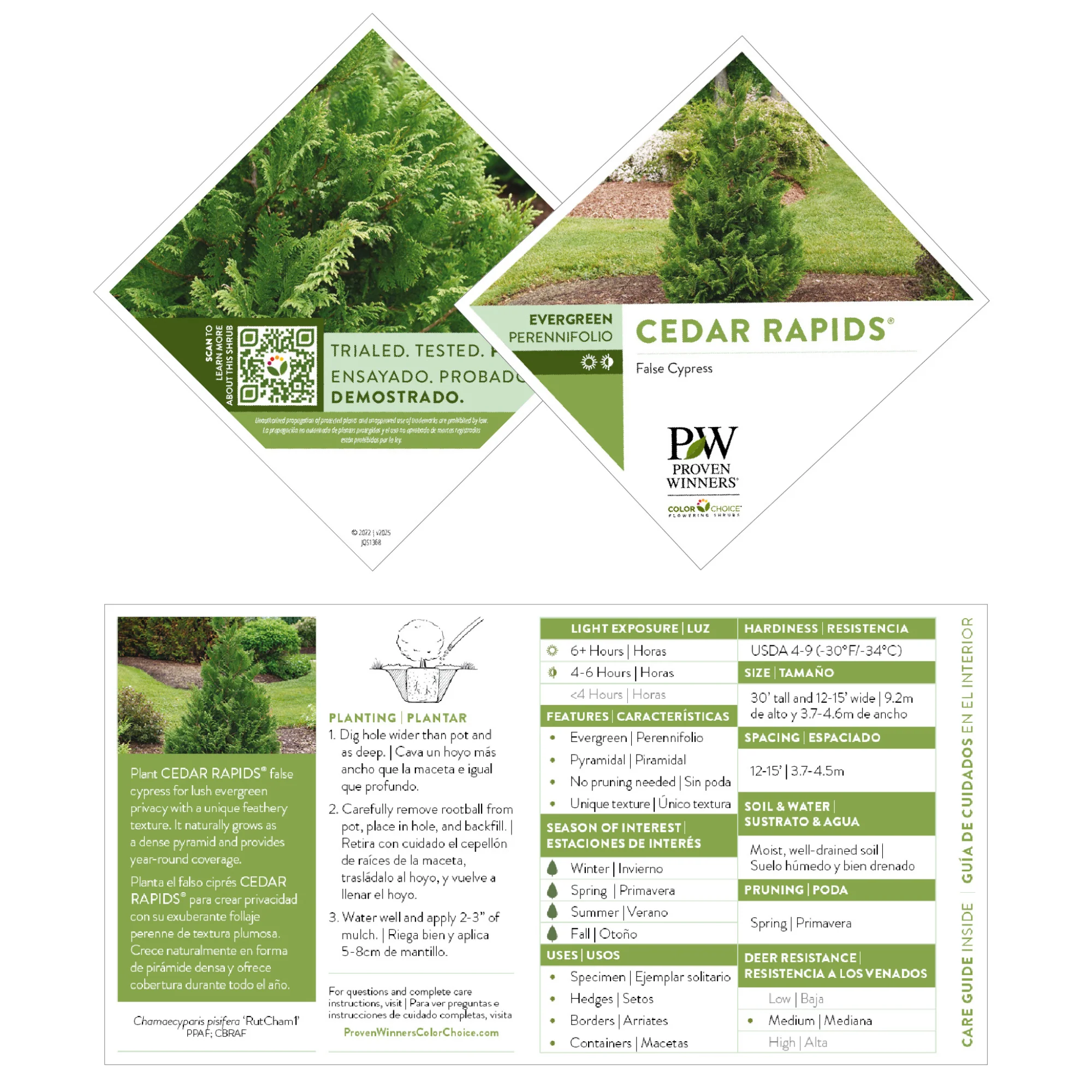 Cedar Rapids® False Cypress (Chamaecyparis pisifera) - Image 8