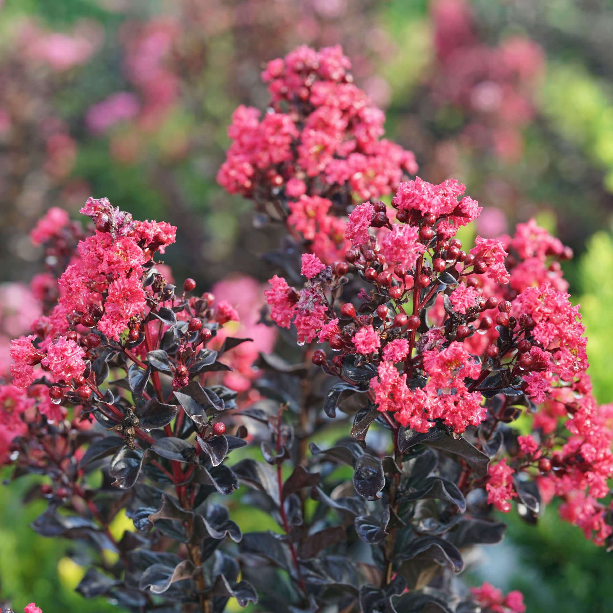 Center Stage® Pink Crapemyrtle (Lagerstroemia indica) - Image 3