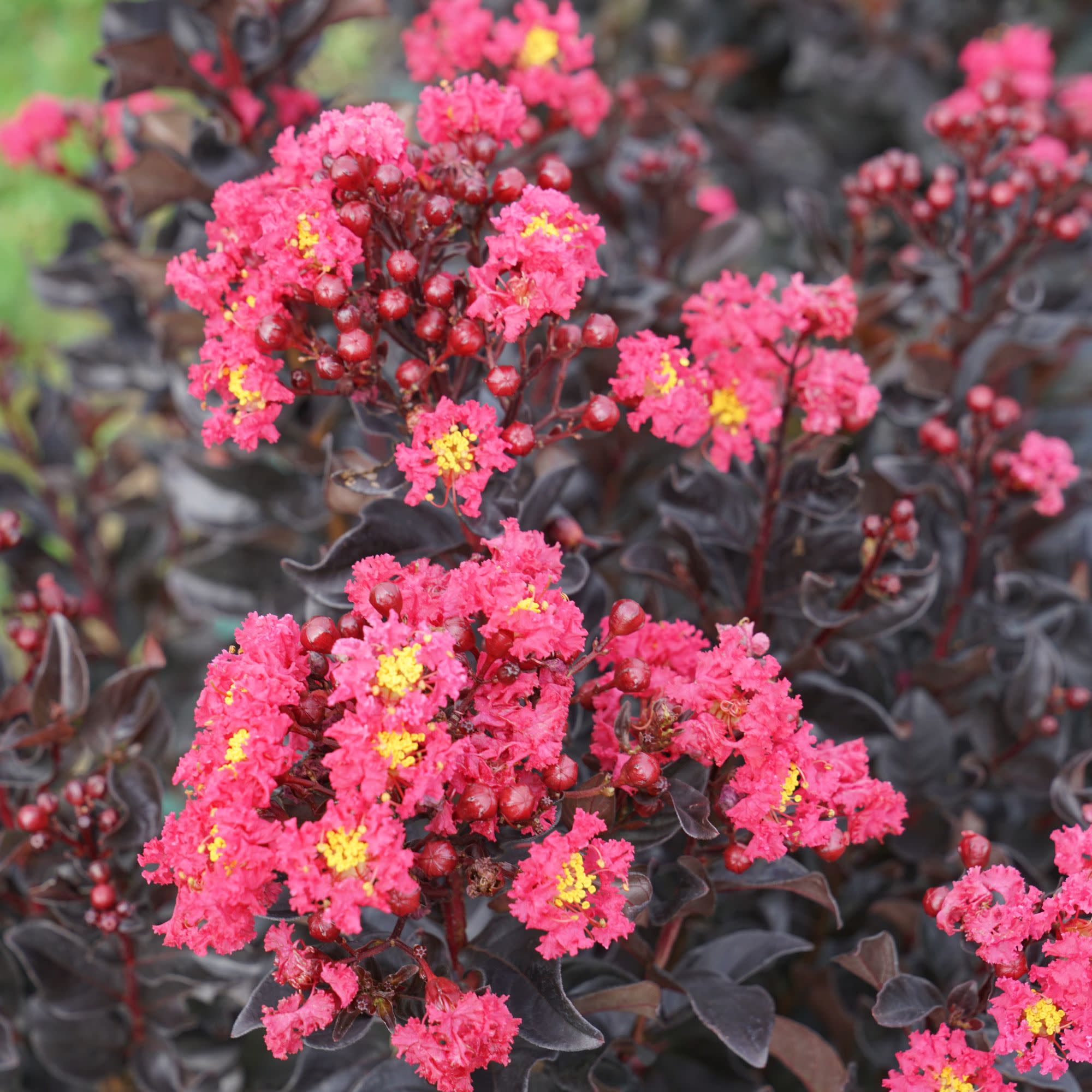 Center Stage® Pink Crapemyrtle (Lagerstroemia indica) - Image 4