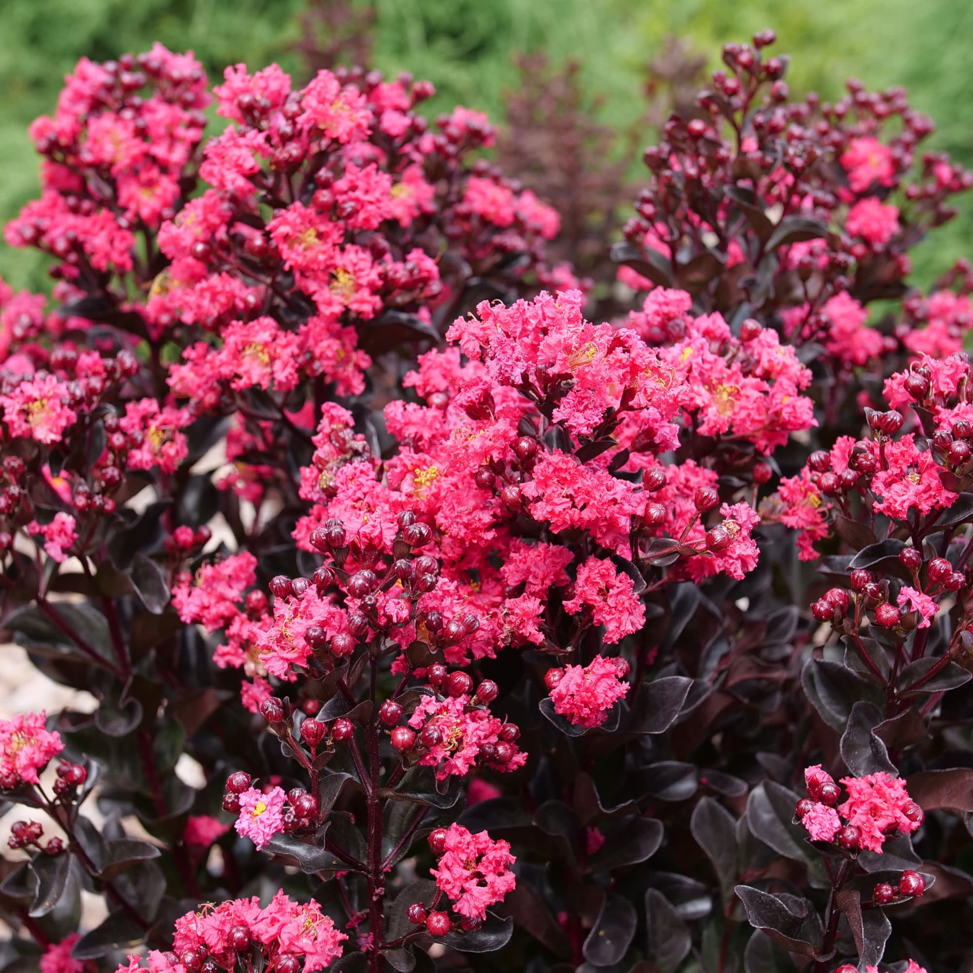 Center Stage® Pink Crapemyrtle (Lagerstroemia indica) - Image 5