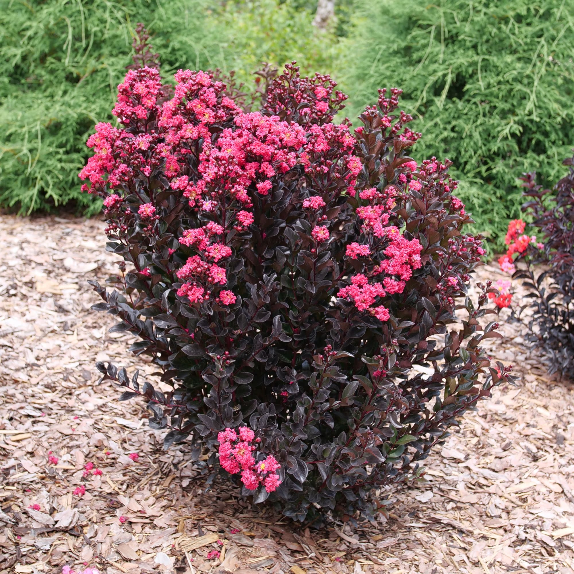 Center Stage® Pink Crapemyrtle (Lagerstroemia indica) - Image 6
