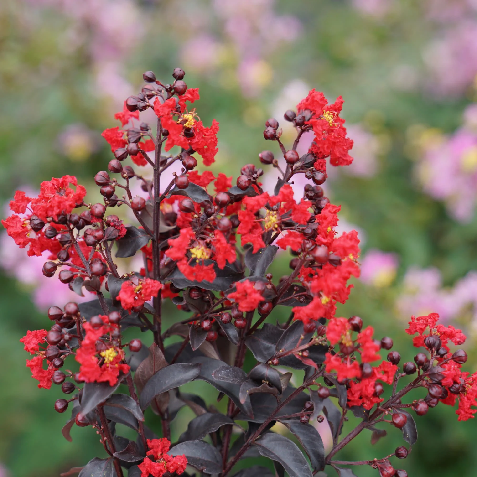 Center Stage® Red Crapemyrtle (Lagerstroemia indica) - Image 3