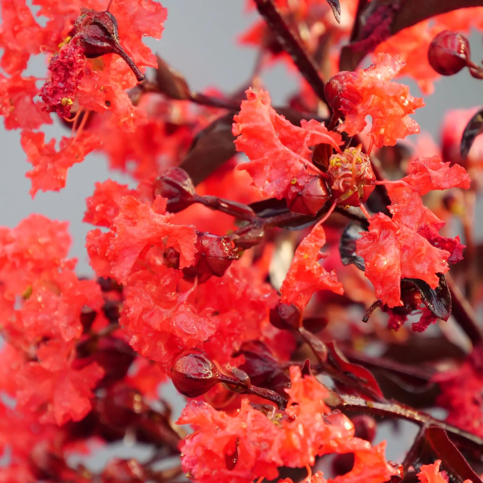 Center Stage® Red Crapemyrtle (Lagerstroemia indica) - Image 4