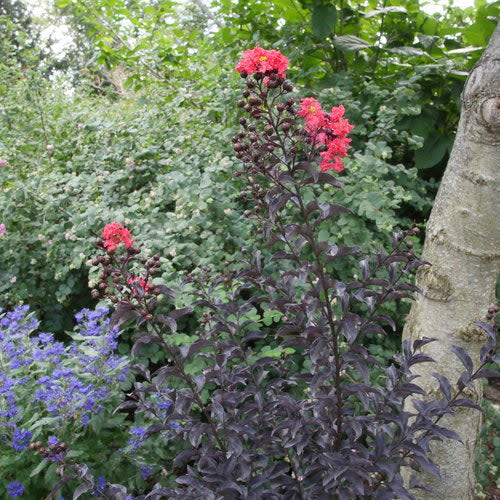 Center Stage® Red Crapemyrtle (Lagerstroemia indica) - Image 5