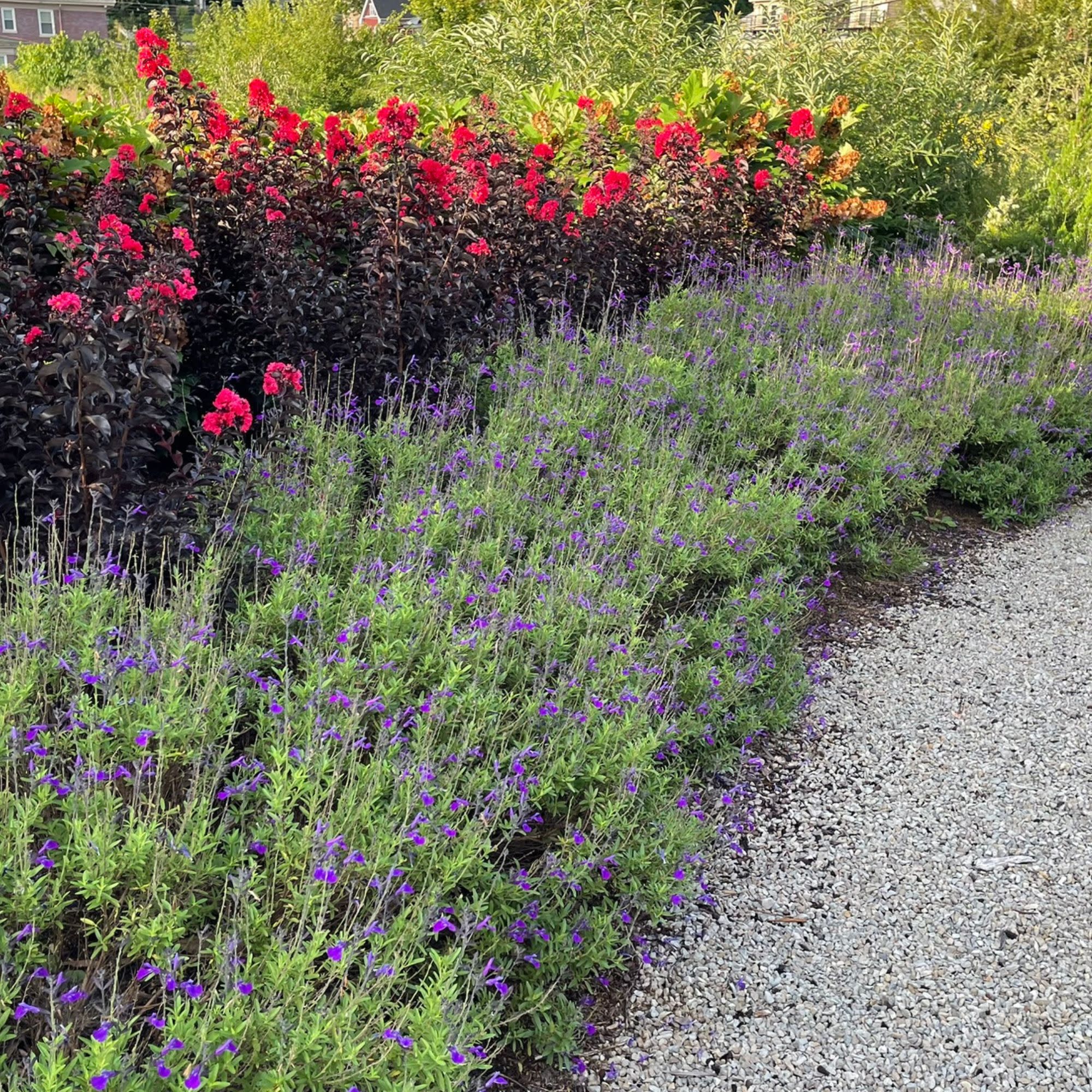 Center Stage® Red Crapemyrtle (Lagerstroemia indica) - Image 6