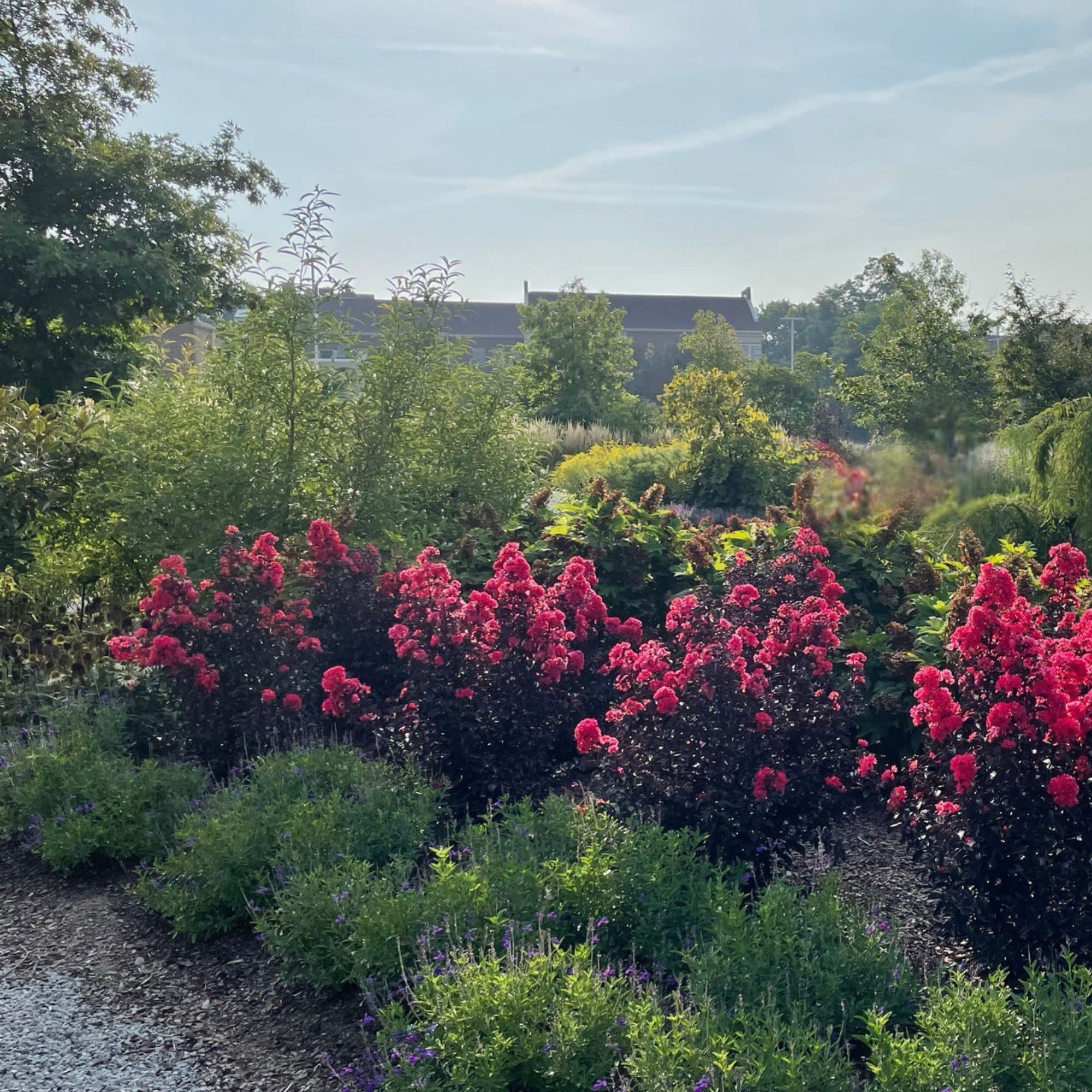 Center Stage® Red Crapemyrtle (Lagerstroemia indica) - Image 7