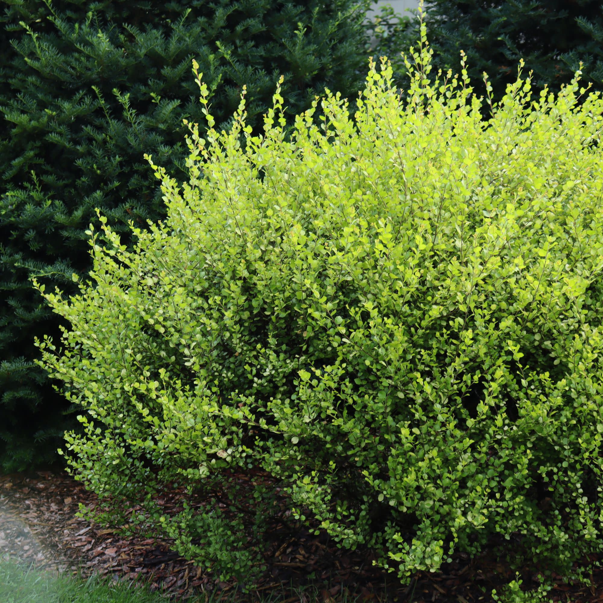 Cesky Gold® Dwarf Birch (Betula x plettkei)
