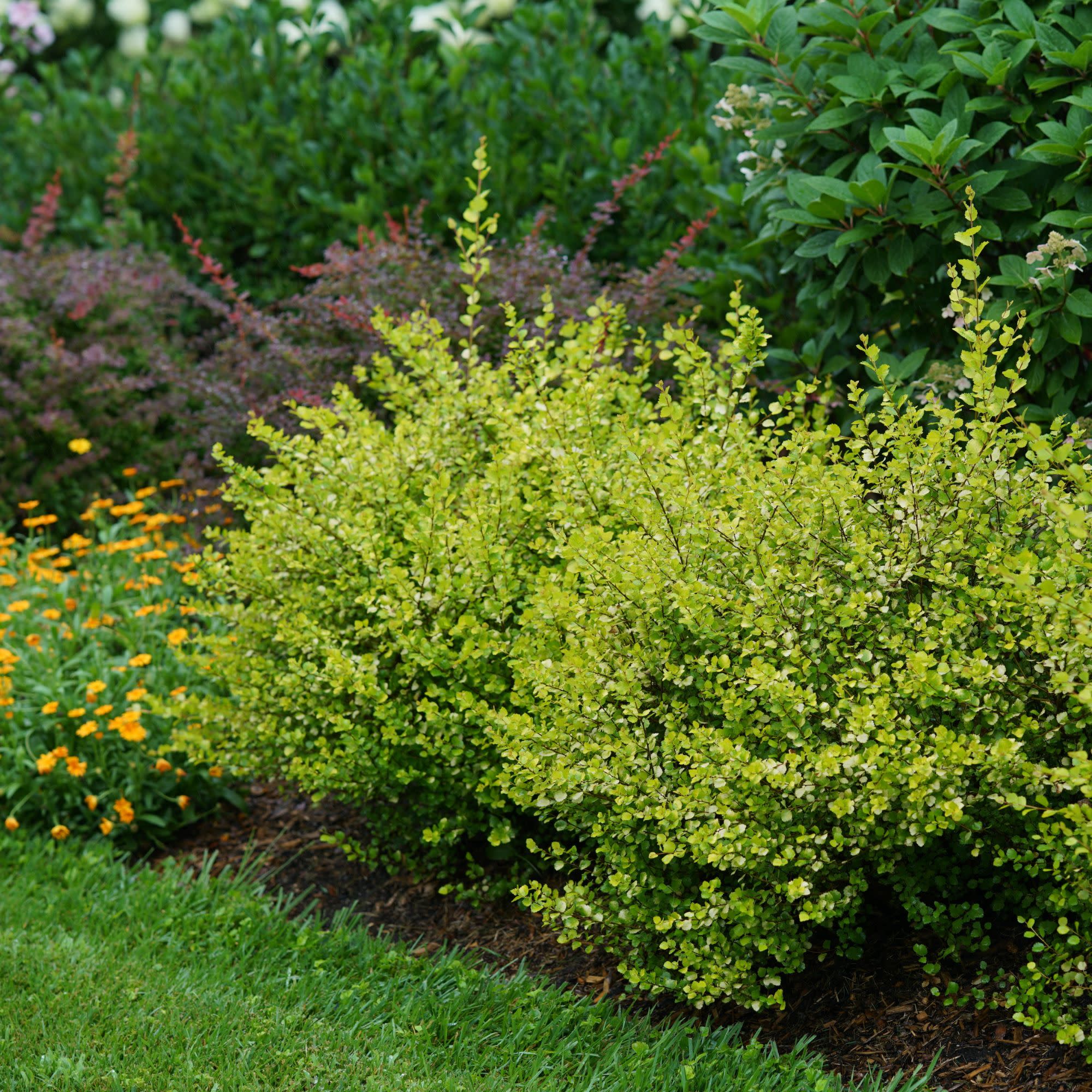 Cesky Gold® Dwarf Birch (Betula x plettkei) - Image 3