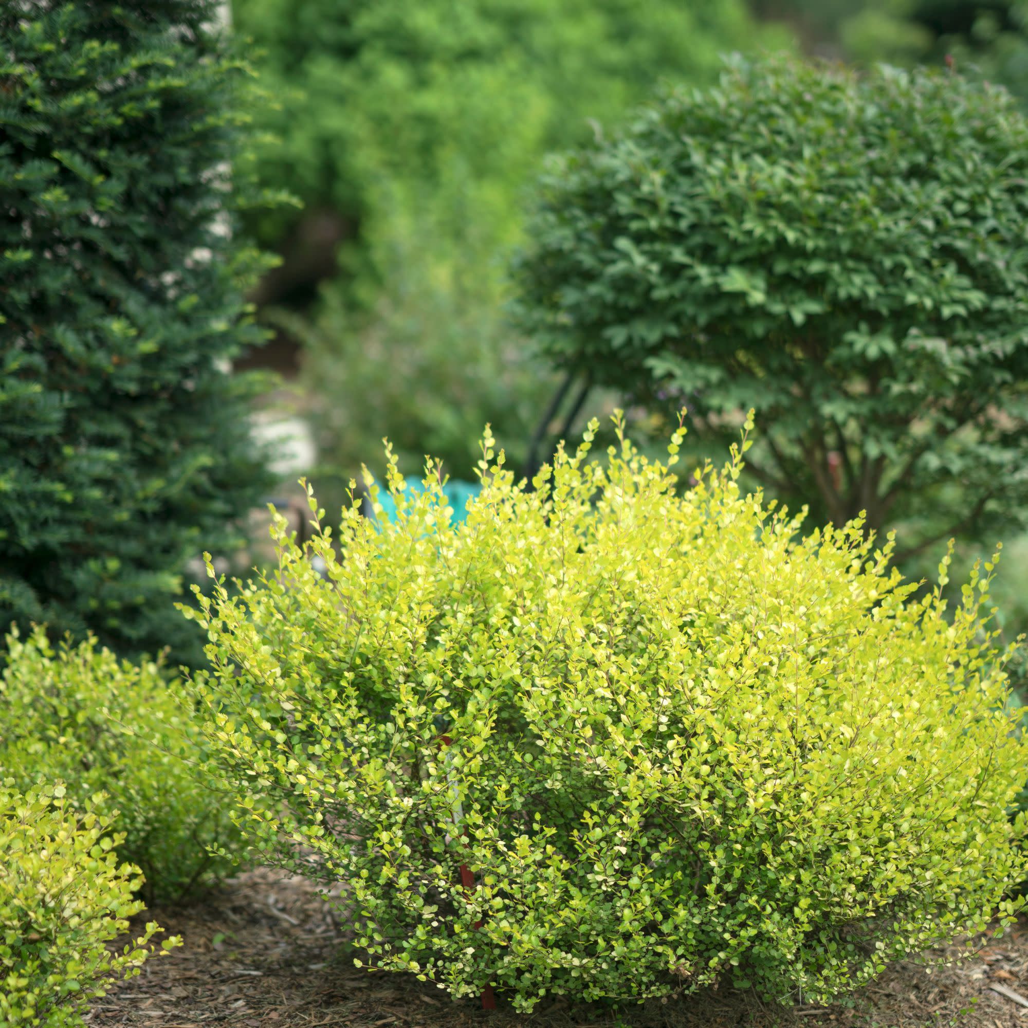 Cesky Gold® Dwarf Birch (Betula x plettkei) - Image 4