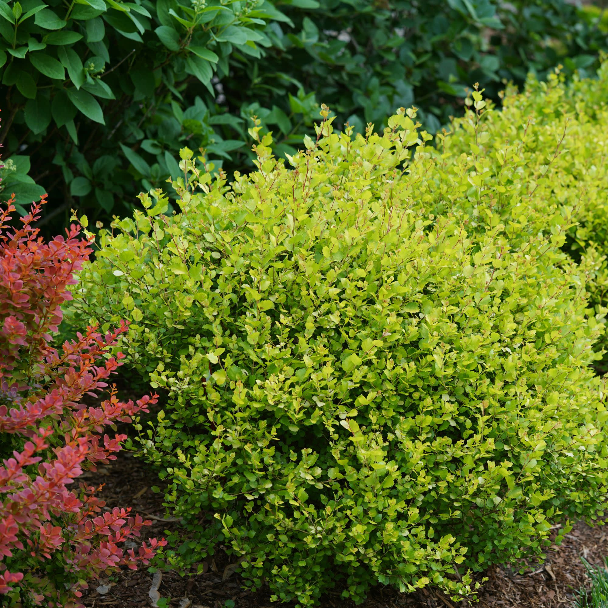 Cesky Gold® Dwarf Birch (Betula x plettkei) - Image 5