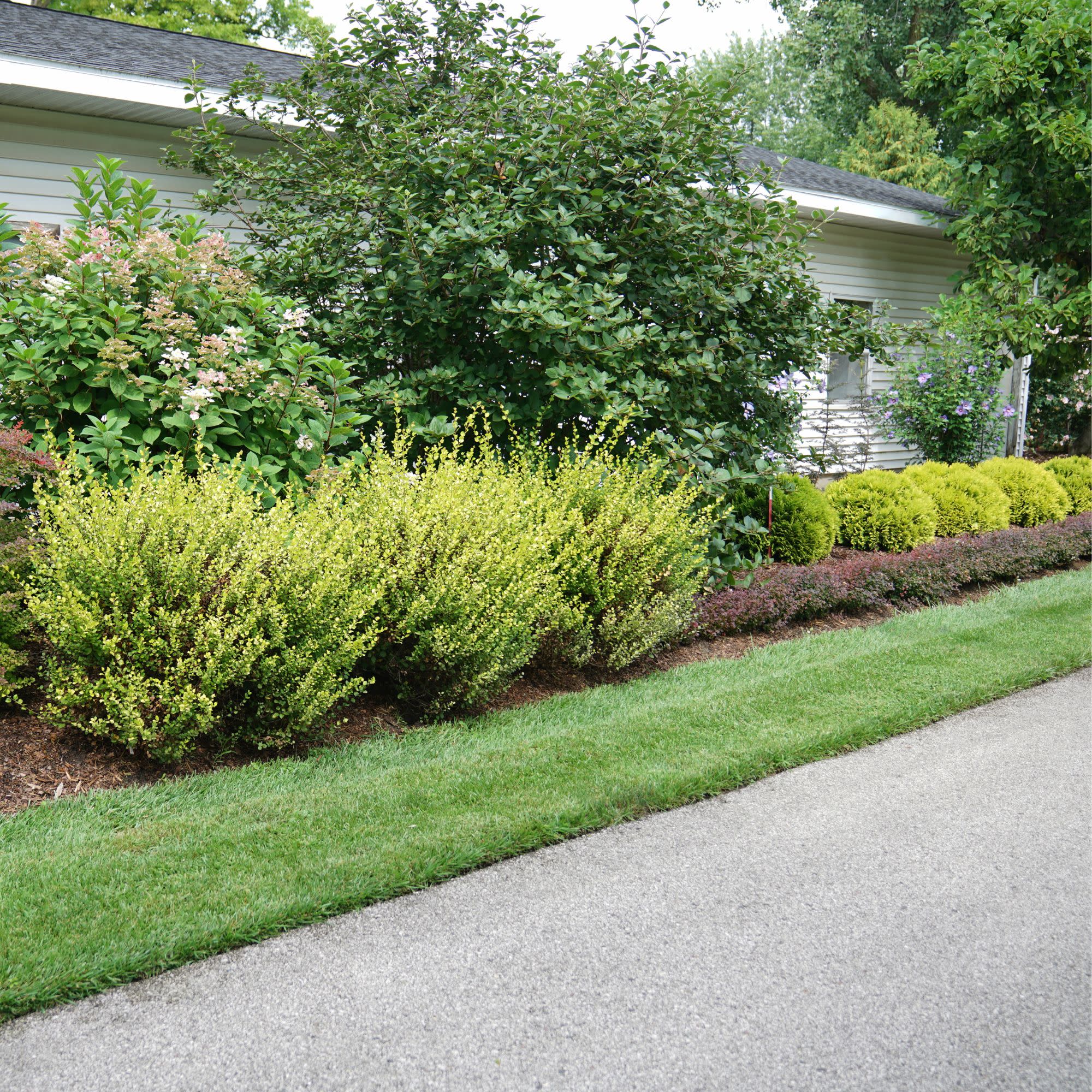 Cesky Gold® Dwarf Birch (Betula x plettkei) - Image 6