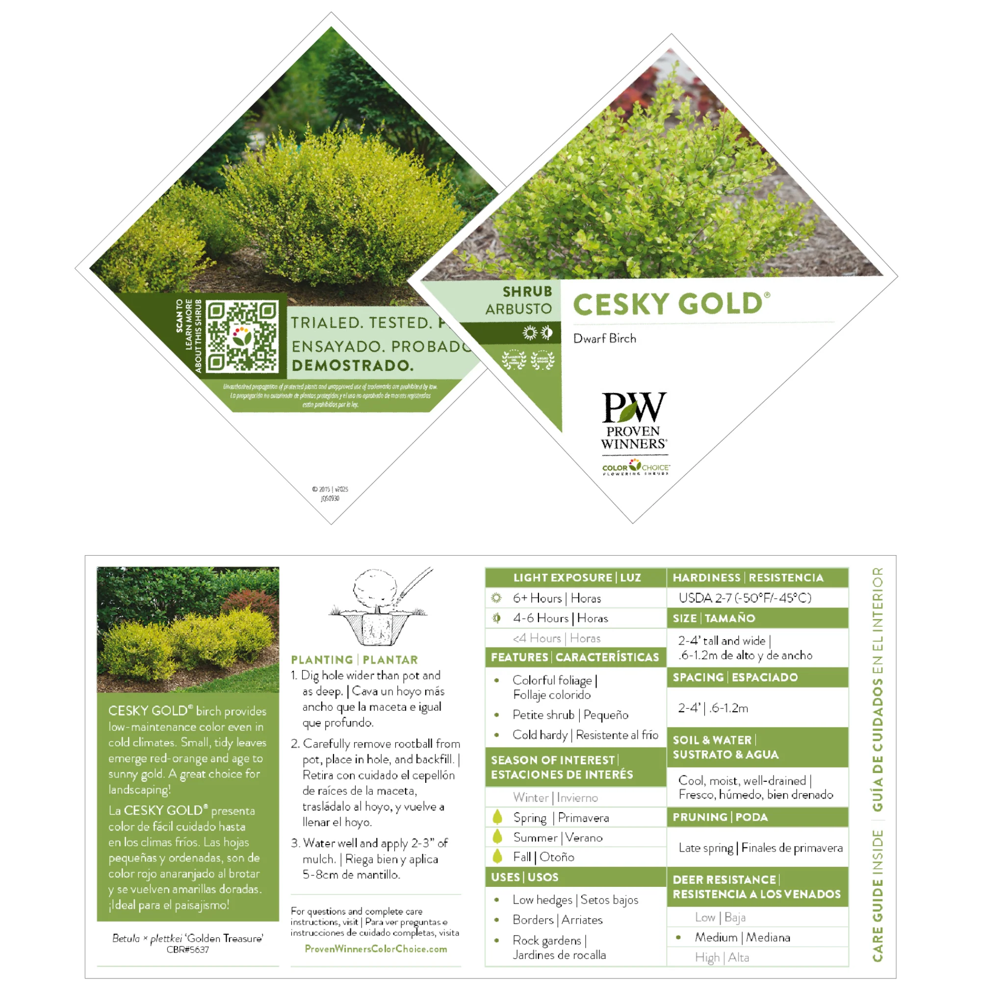 Cesky Gold® Dwarf Birch (Betula x plettkei) - Image 8