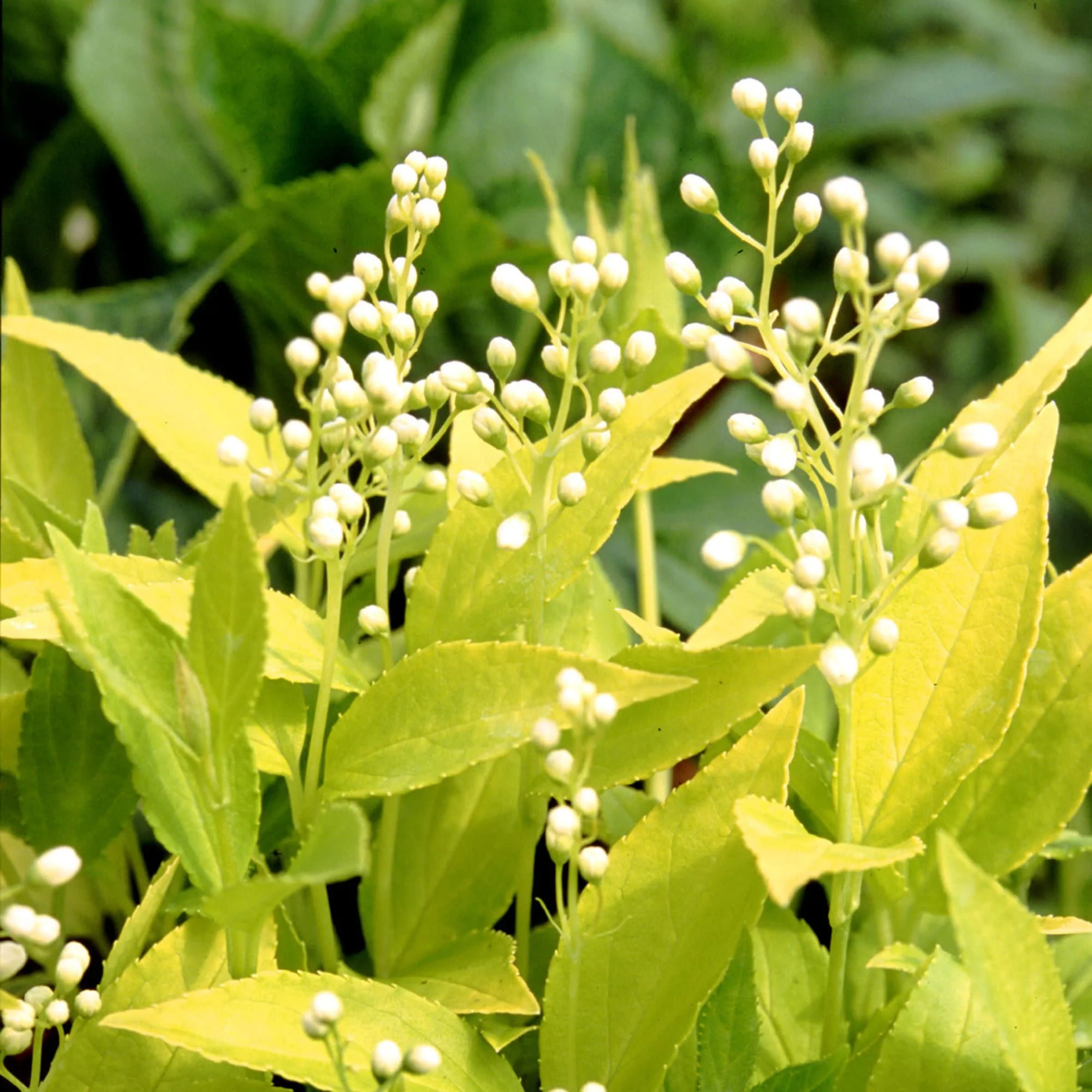 Chardonnay Pearls® Deutzia (Deutzia gracilis) - Image 3