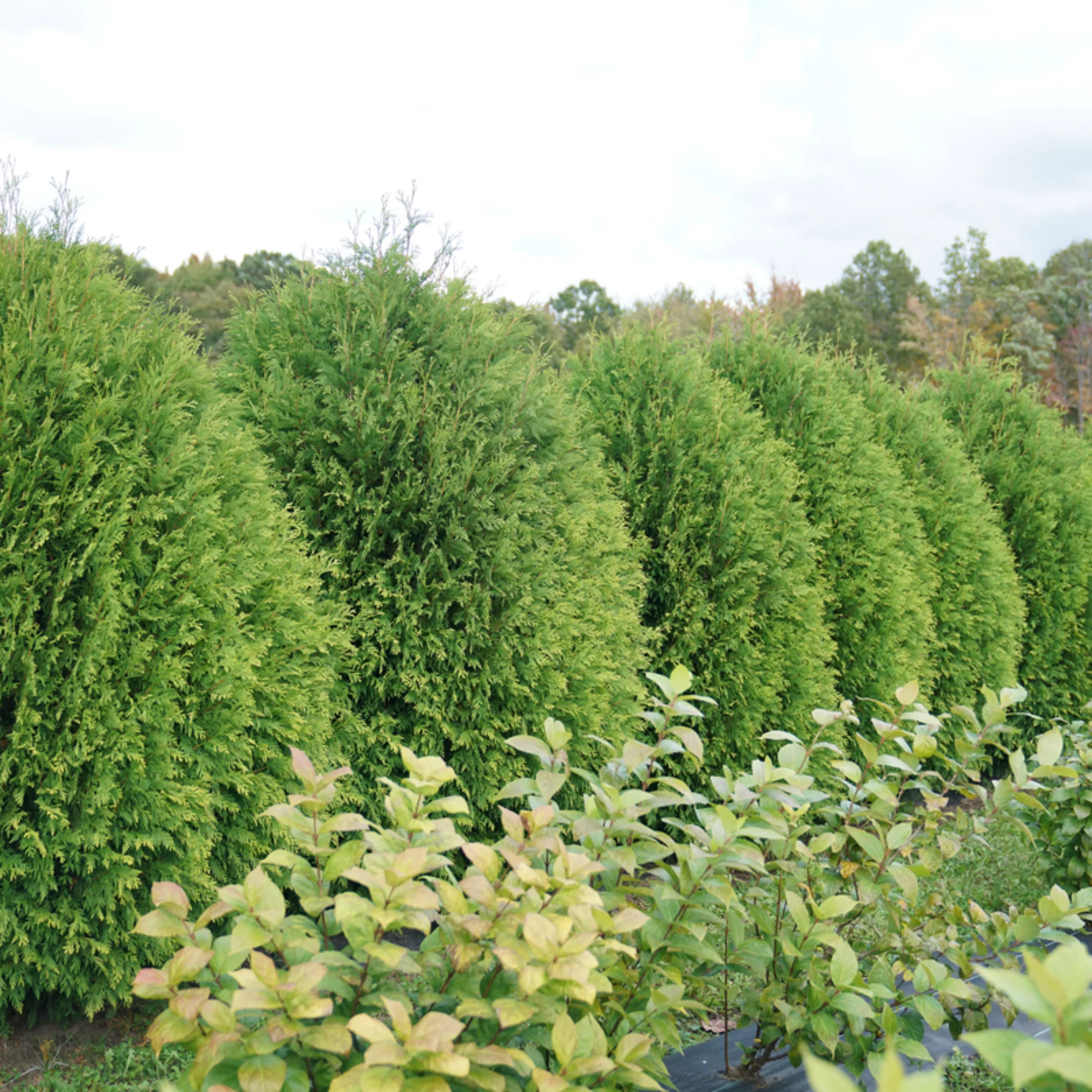 Cheer Drops® Arborvitae (Thuja occidentalis) - Image 4