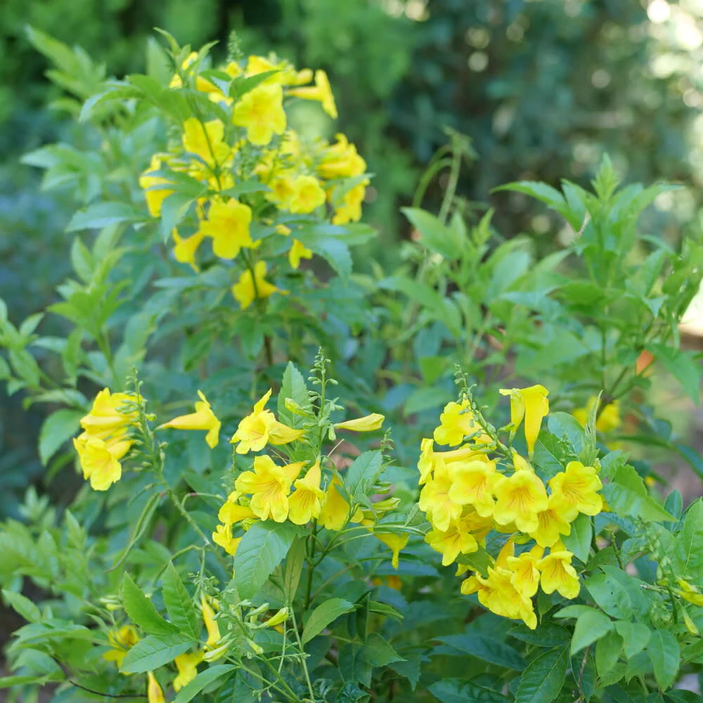 Chicklet® Gold Esperanza (Tecoma stans) - Image 5