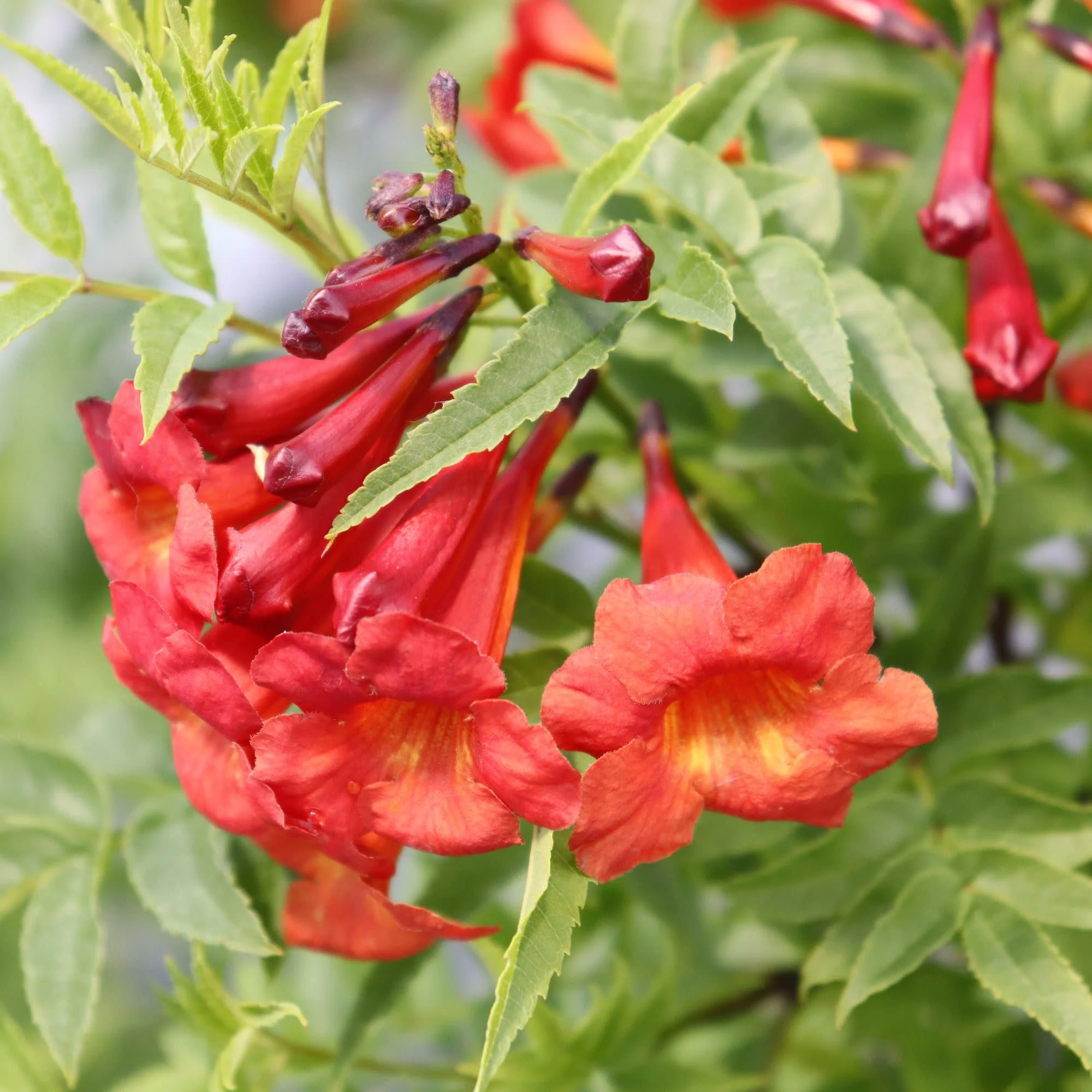Chicklet® Red Esperanza (Tecoma stans)