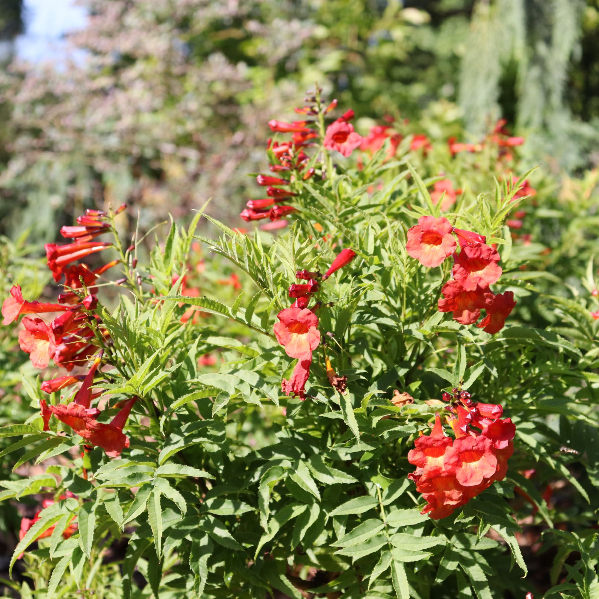 Chicklet® Red Esperanza (Tecoma stans) - Image 3