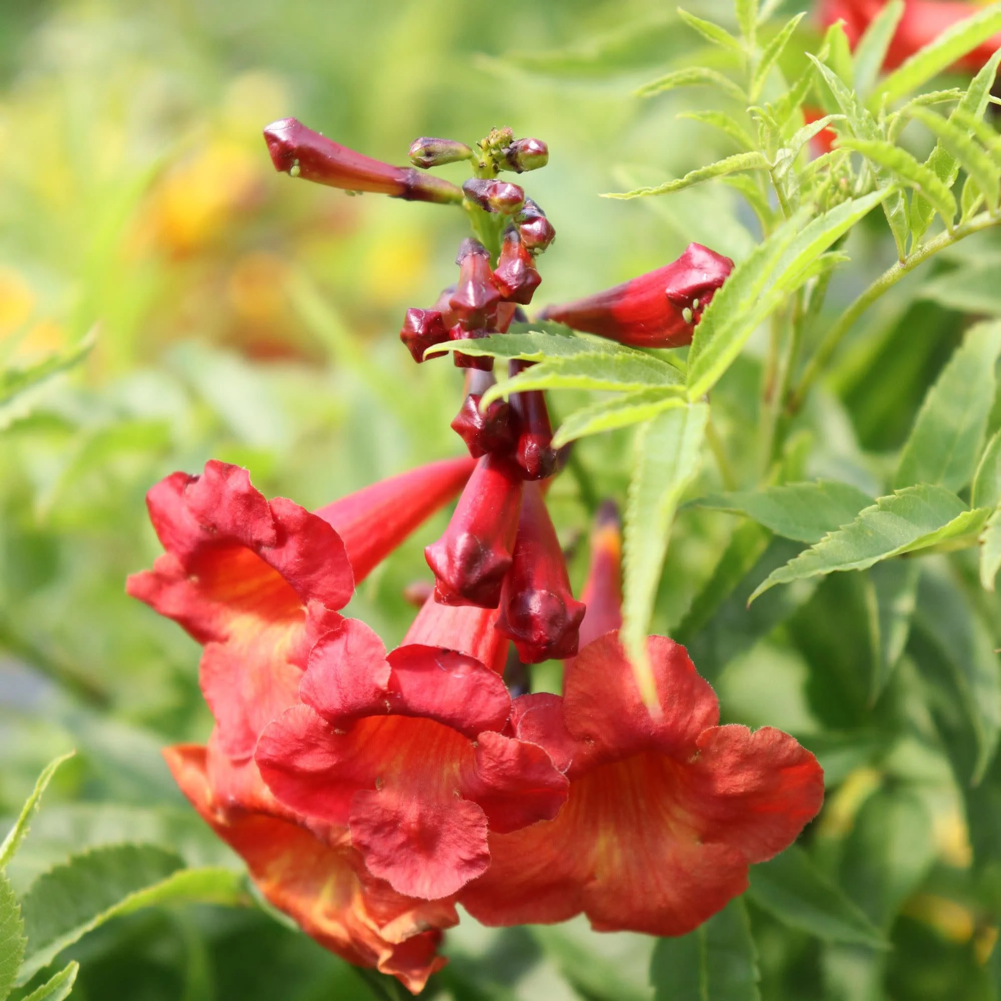Chicklet® Red Esperanza (Tecoma stans) - Image 4