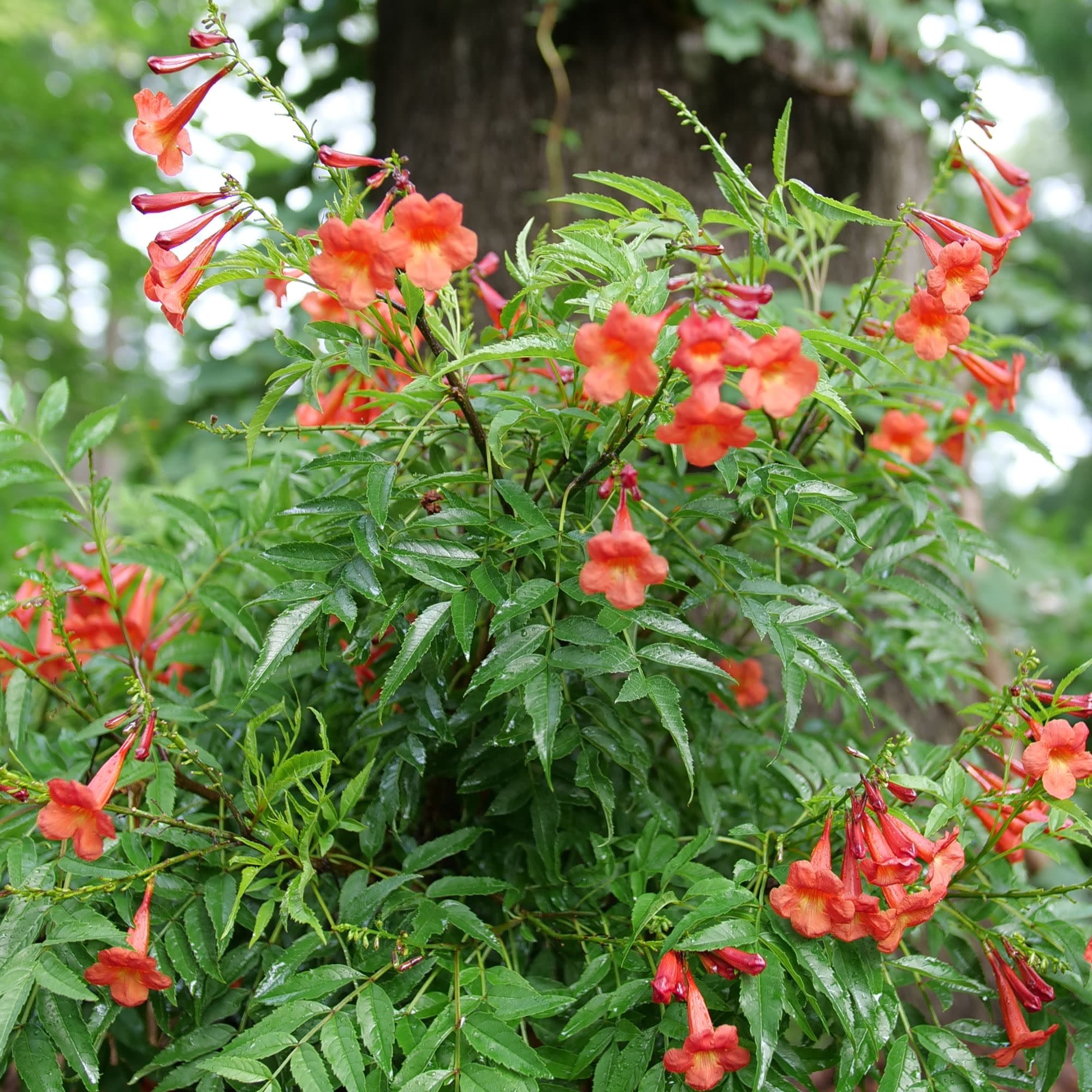 Chicklet® Red Esperanza (Tecoma stans) - Image 5