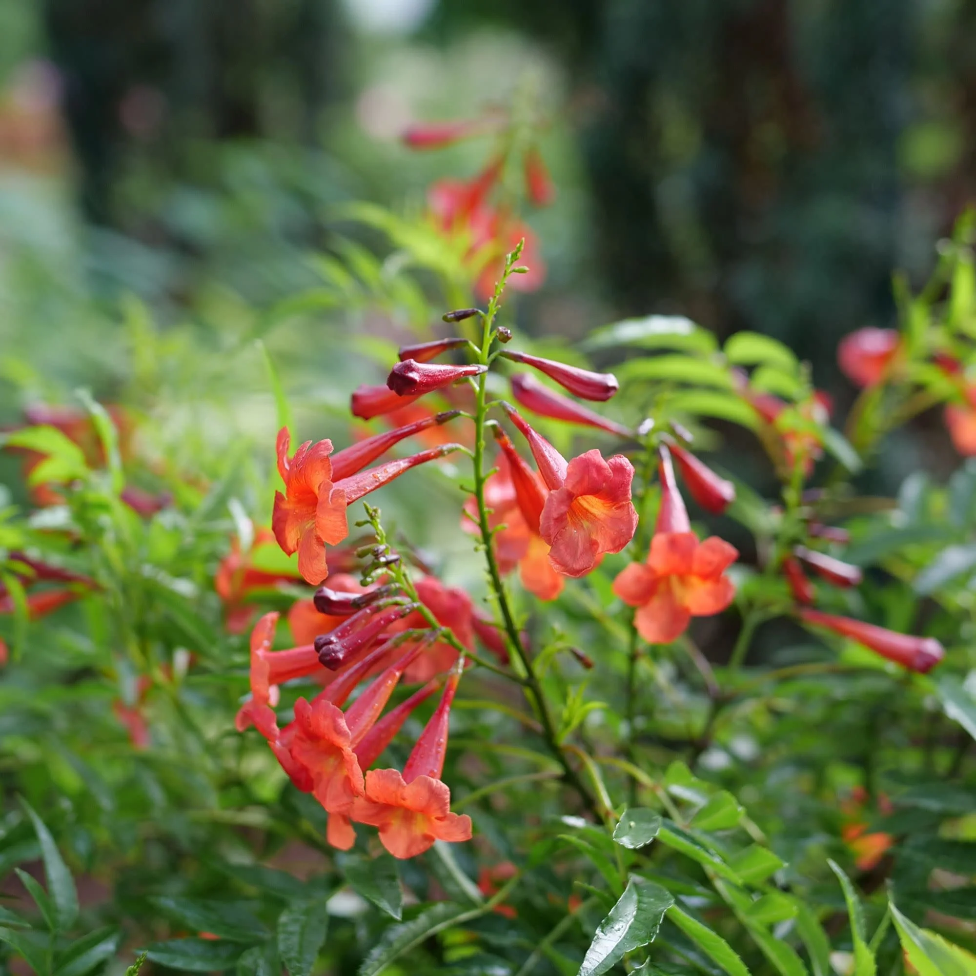 Chicklet® Red Esperanza (Tecoma stans) - Image 6
