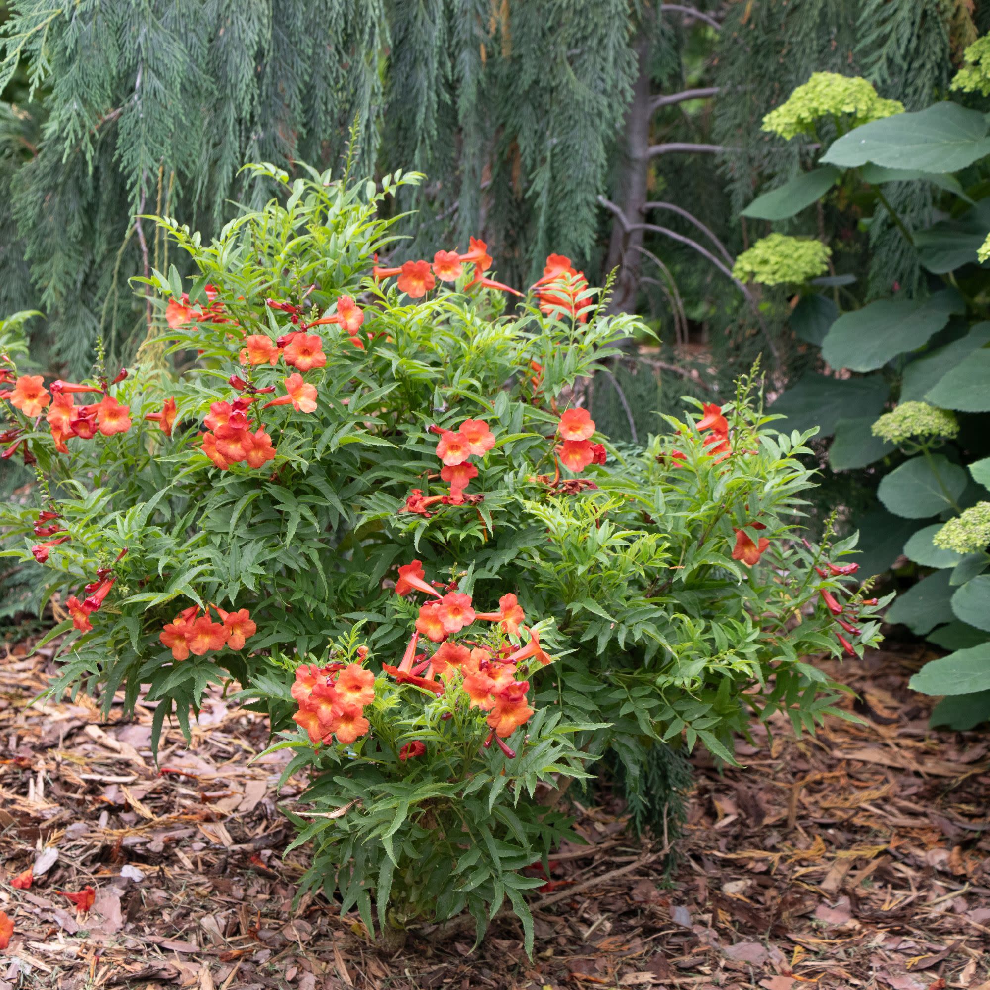 Chicklet® Red Esperanza (Tecoma stans) - Image 7