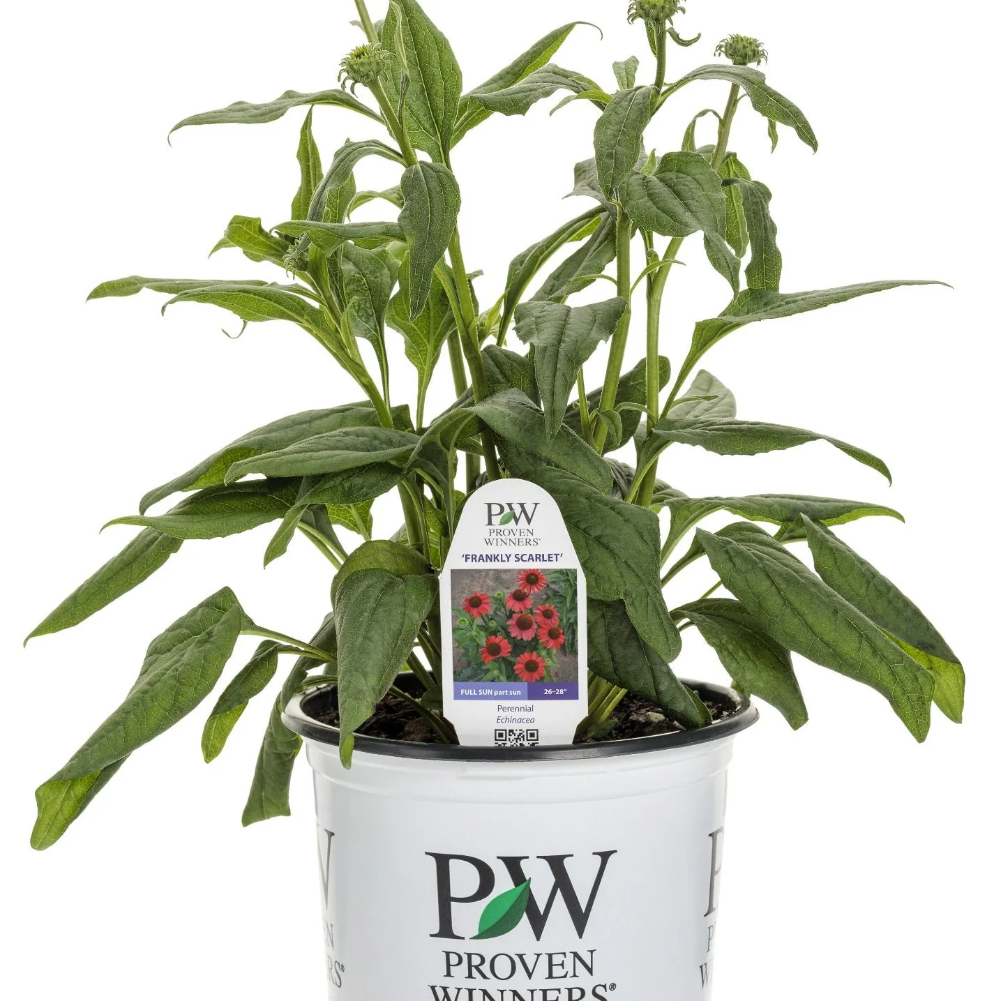 Color Coded® 'Frankly Scarlet' Coneflower (Echinacea hybrid) - Image 3