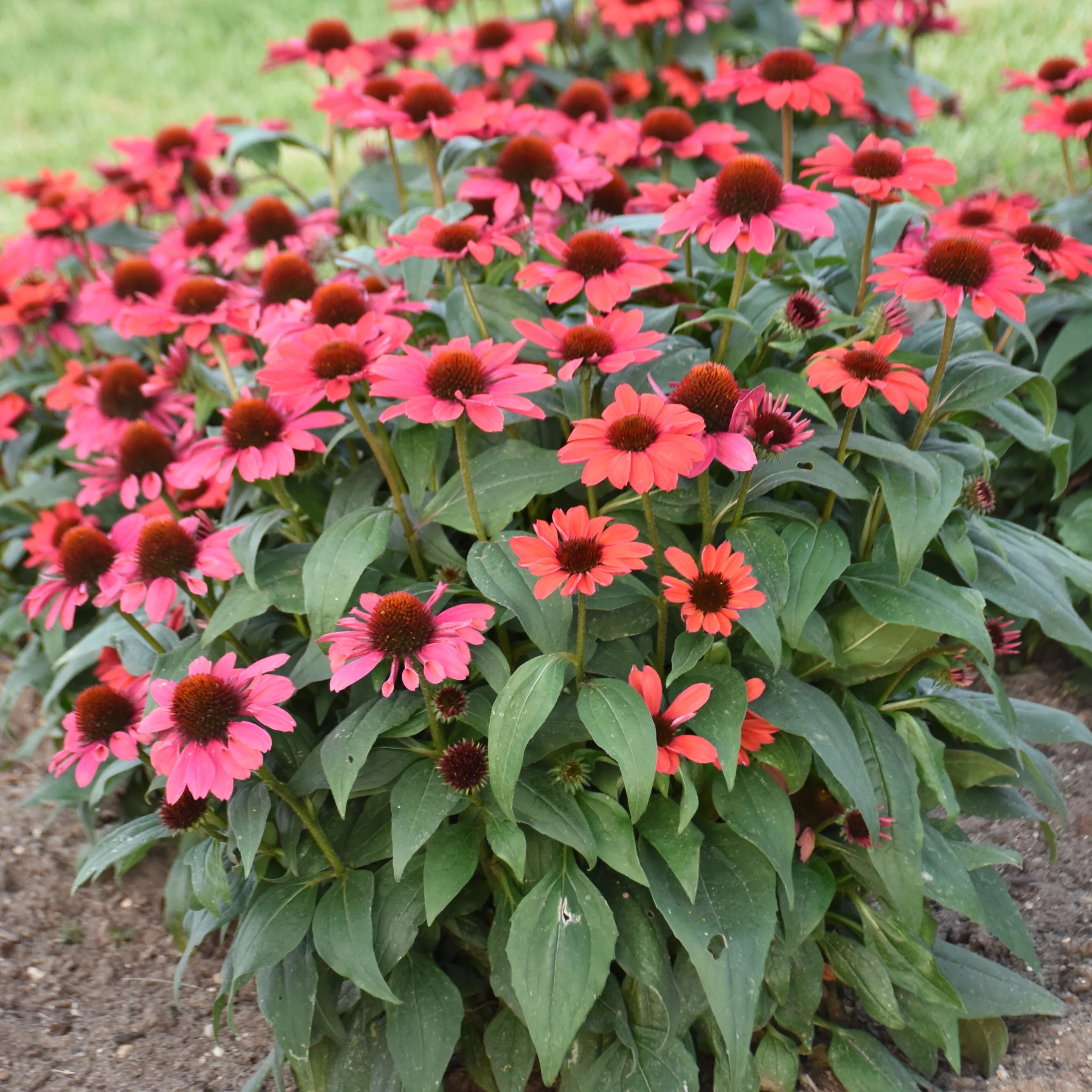 Color Coded® Knock 'em Red Coneflower (Echinacea hybrid) | Proven Winners® New Variety 2026 - Image 4