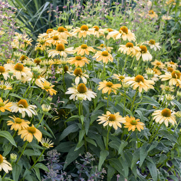 Color Coded® 'One in a Melon' Coneflower (Echinacea hybrid) - Image 7