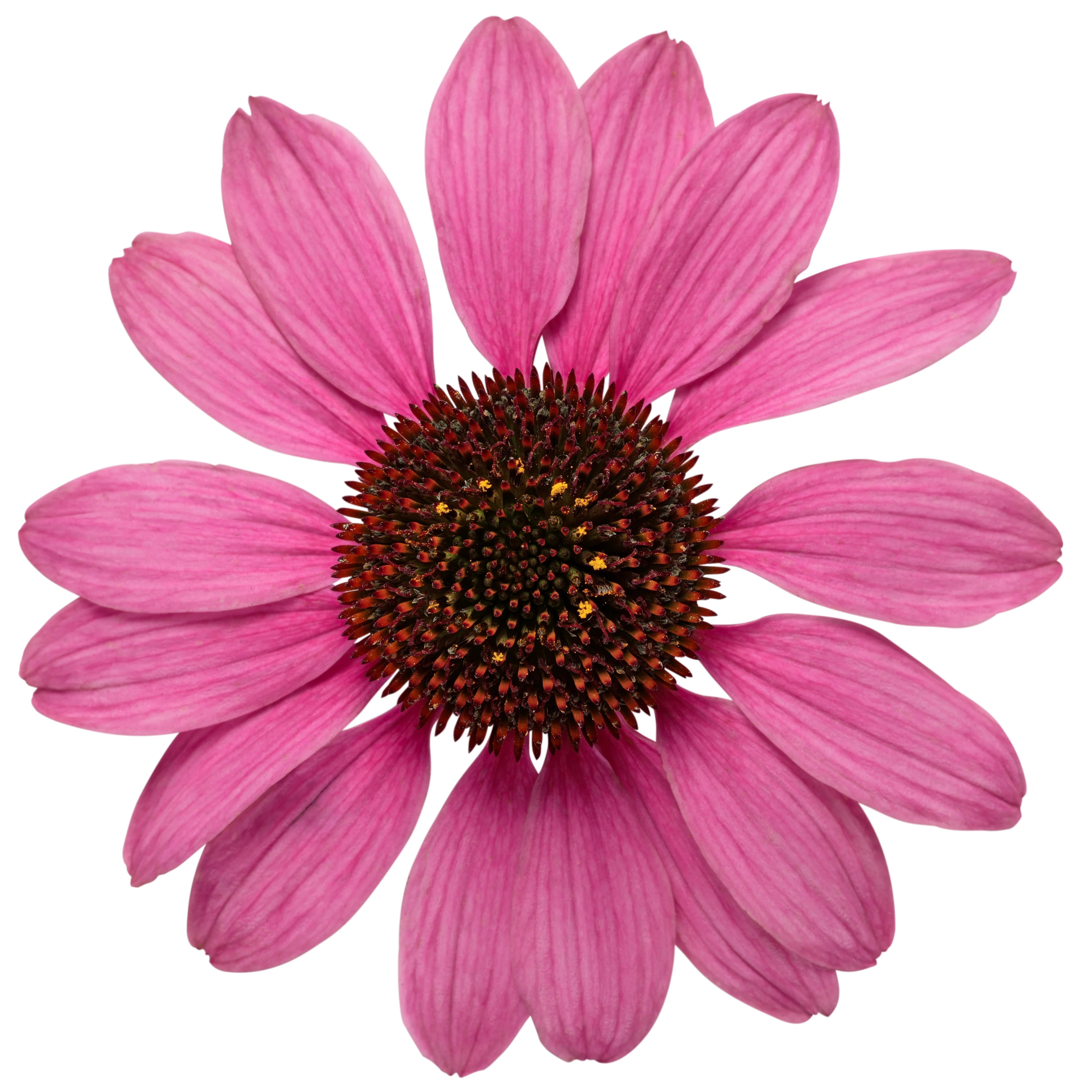 Color Coded® 'The Fuchsia is Bright' Coneflower (Echinacea hybrid) - Image 10