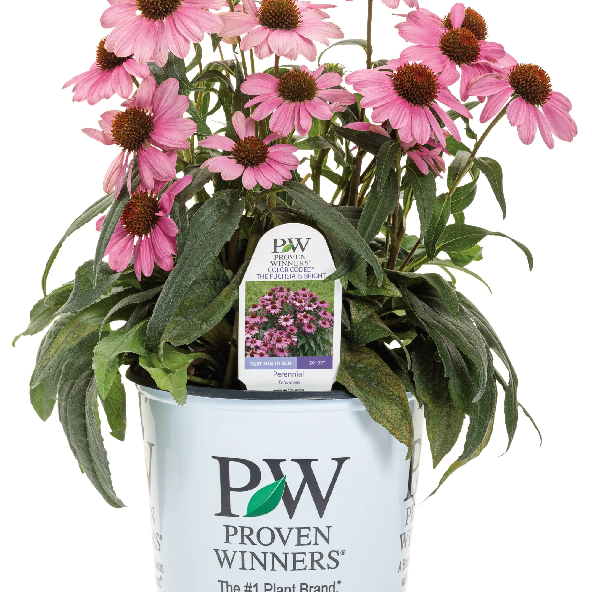 Color Coded® 'The Fuchsia is Bright' Coneflower (Echinacea hybrid) - Image 2