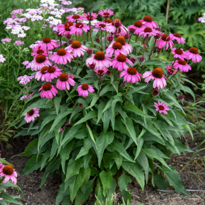 Color Coded® 'The Fuchsia is Bright' Coneflower (Echinacea hybrid) - Image 4