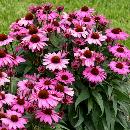 Color Coded® 'The Fuchsia is Bright' Coneflower (Echinacea hybrid) - Image 5