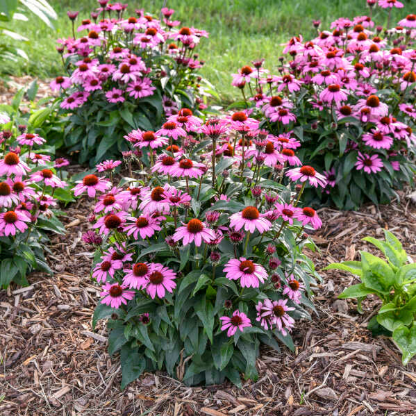 Color Coded® 'The Fuchsia is Bright' Coneflower (Echinacea hybrid) - Image 6