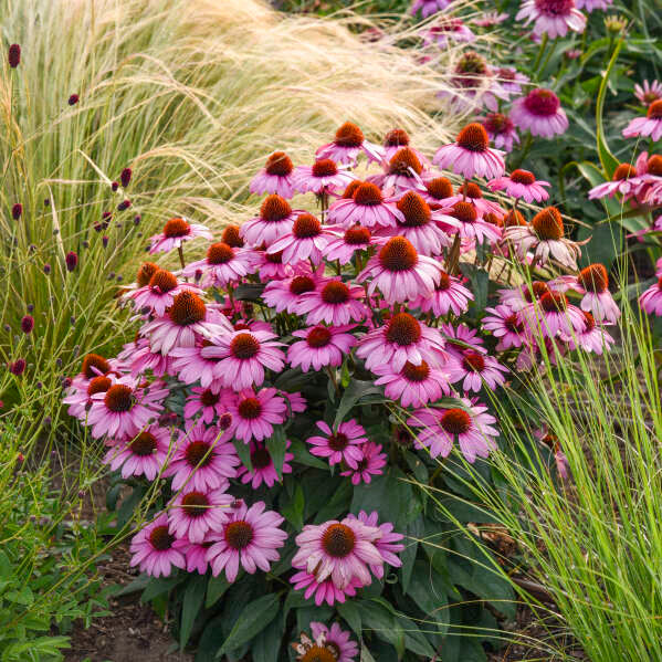 Color Coded® 'The Fuchsia is Bright' Coneflower (Echinacea hybrid) - Image 7