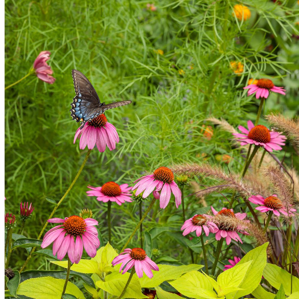 Color Coded® 'The Fuchsia is Bright' Coneflower (Echinacea hybrid) - Image 8