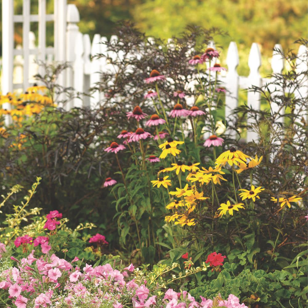 Color Coded® 'The Fuchsia is Bright' Coneflower (Echinacea hybrid) - Image 9