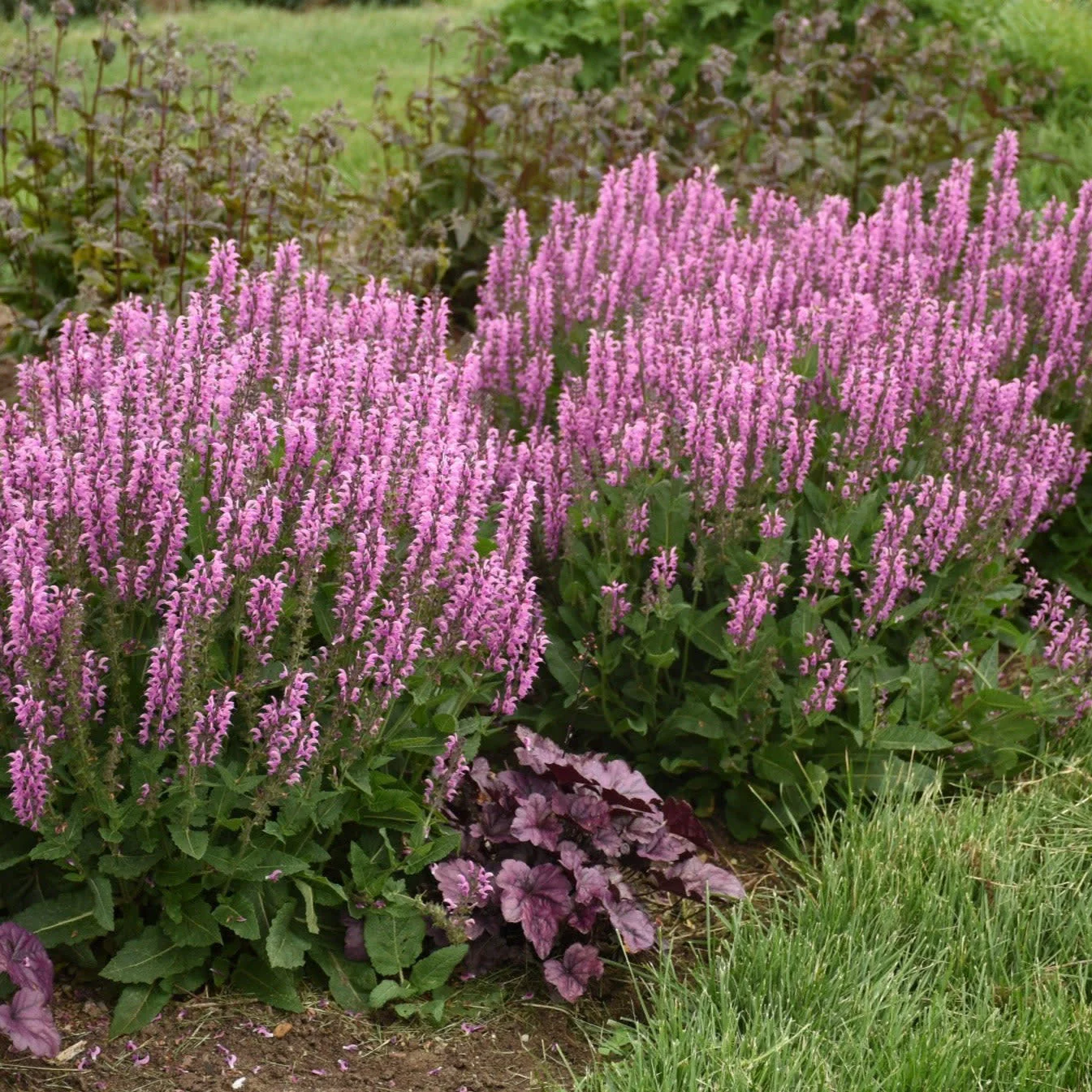 Color Spires® 'Back to the Fuchsia' Perennial Salvia - Image 5