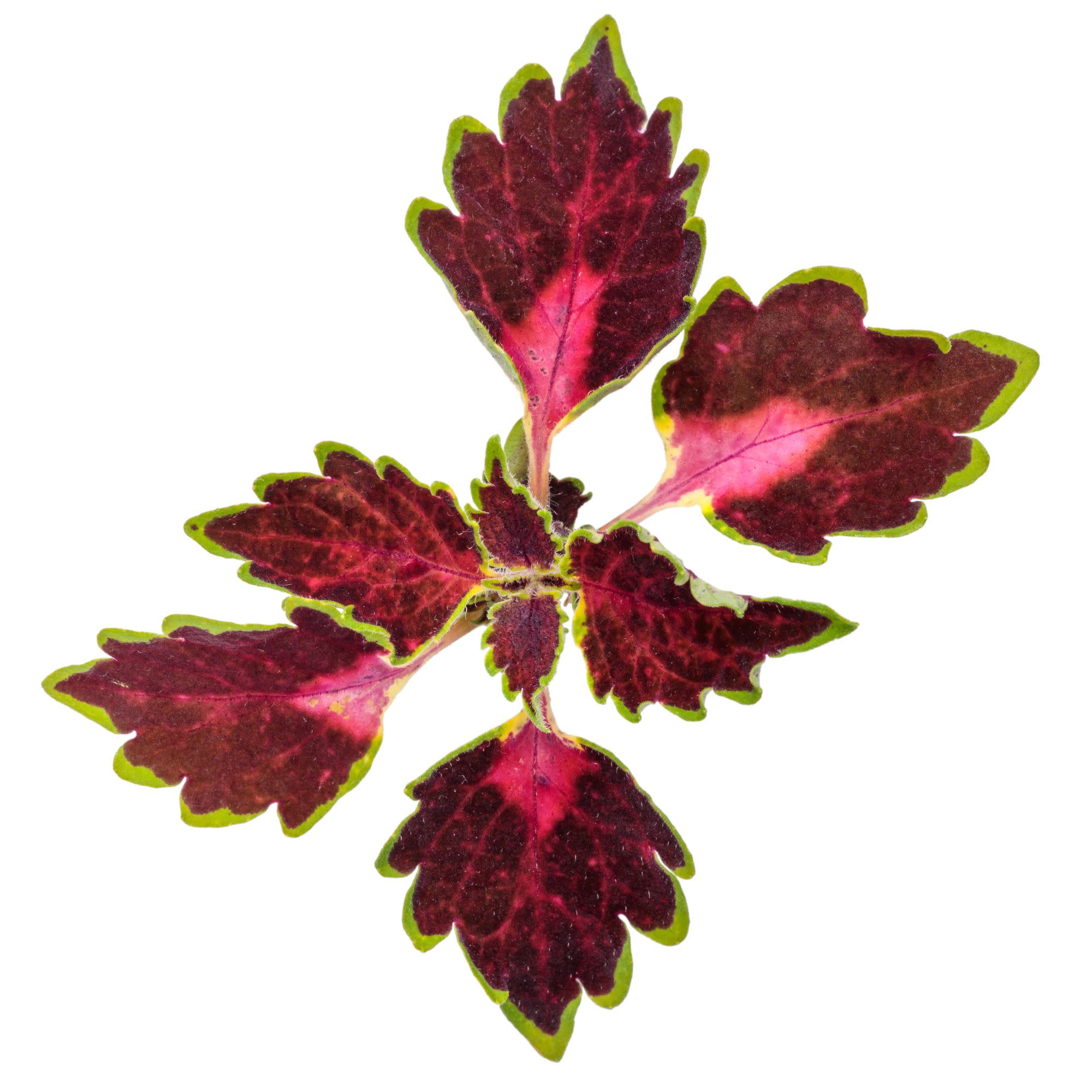 ColorBlaze® Cherry Drop Coleus (scutellarioides) - Image 10