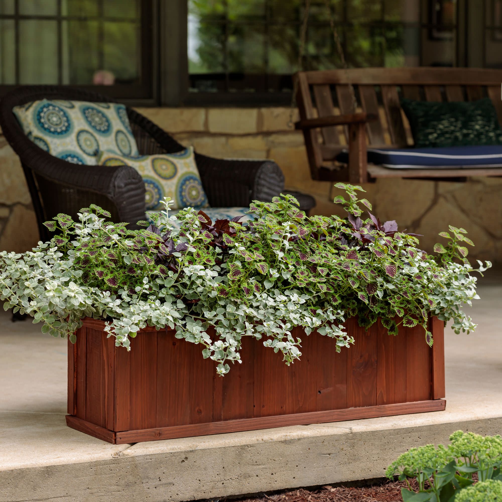 ColorBlaze® Chocolate Drop Coleus (scutellarioides) - Image 10
