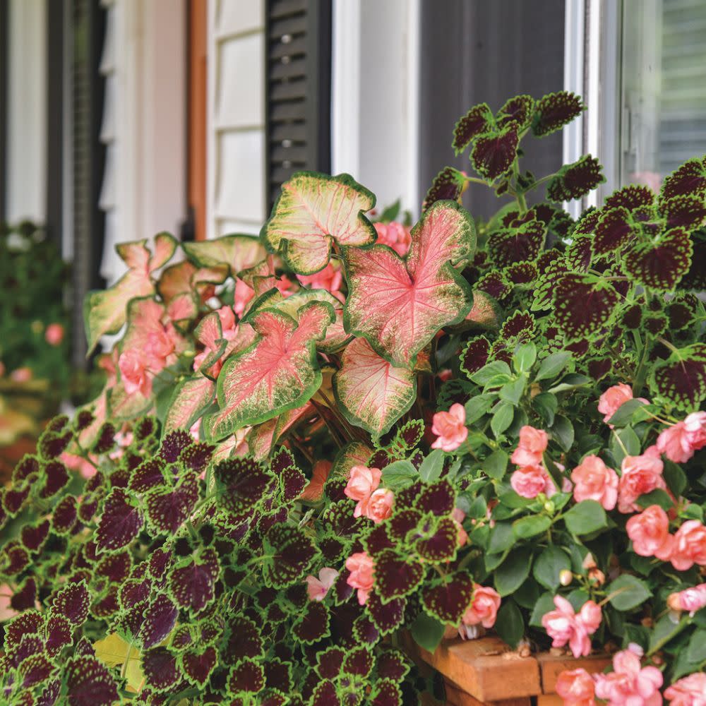 ColorBlaze® Chocolate Drop Coleus (scutellarioides) - Image 14