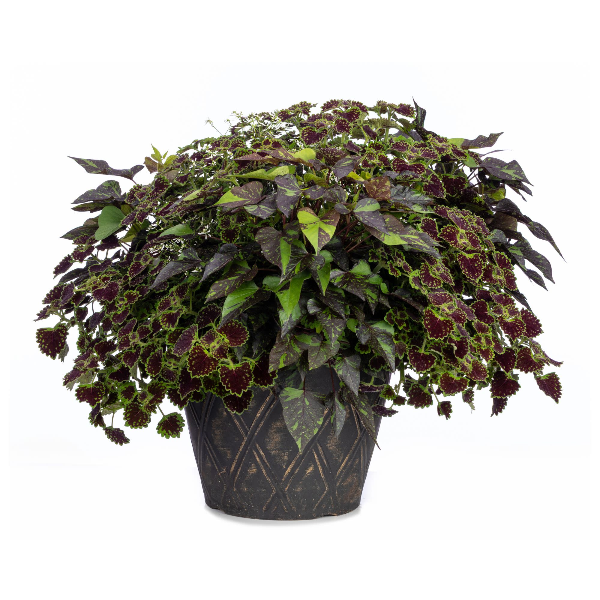 ColorBlaze® Chocolate Drop Coleus (scutellarioides) - Image 15